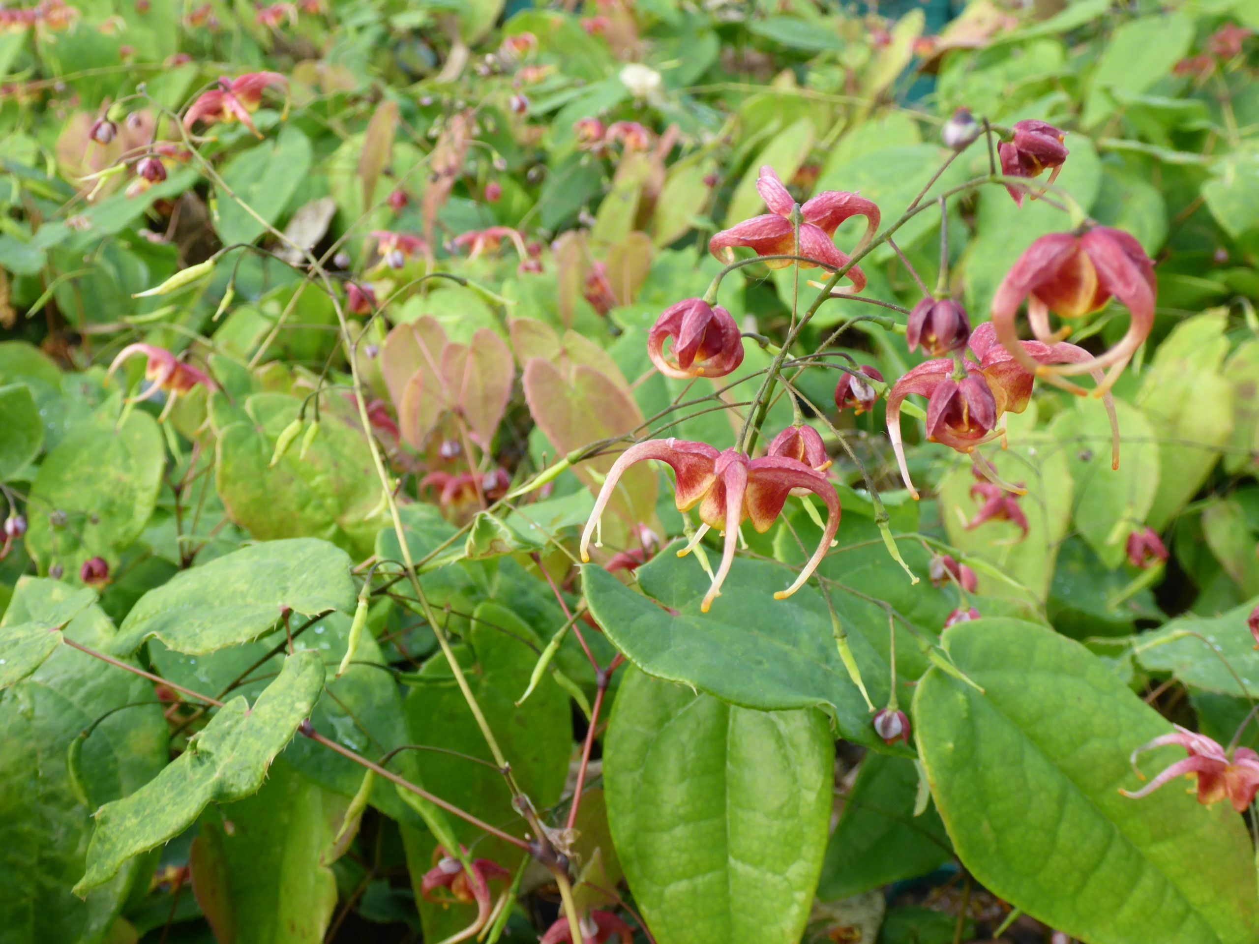 12466_epimedium_omeiense_akane_SS_006.jpg