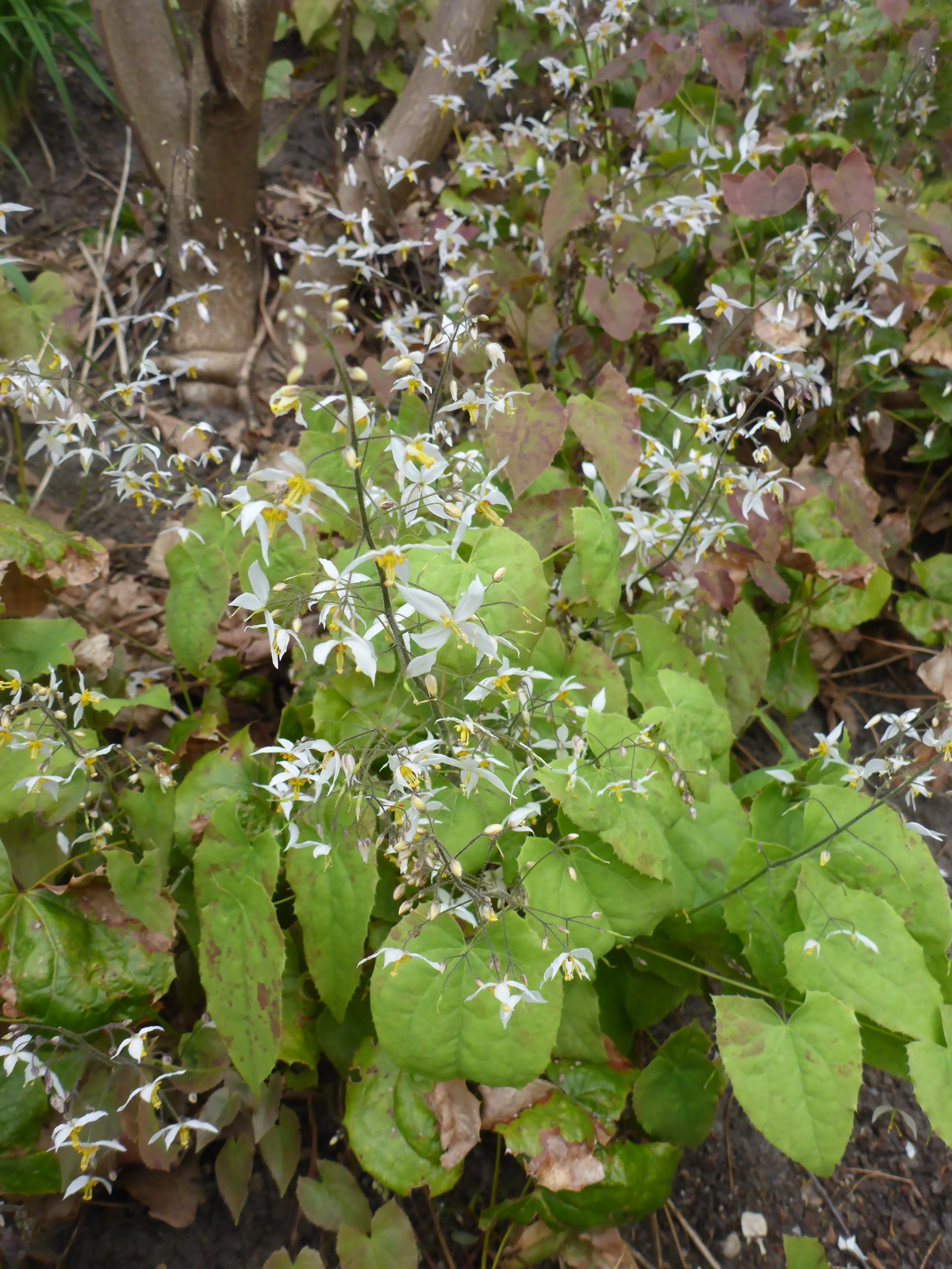 12469_epimedium_stellulatum_wudang_star_SS_005.jpg
