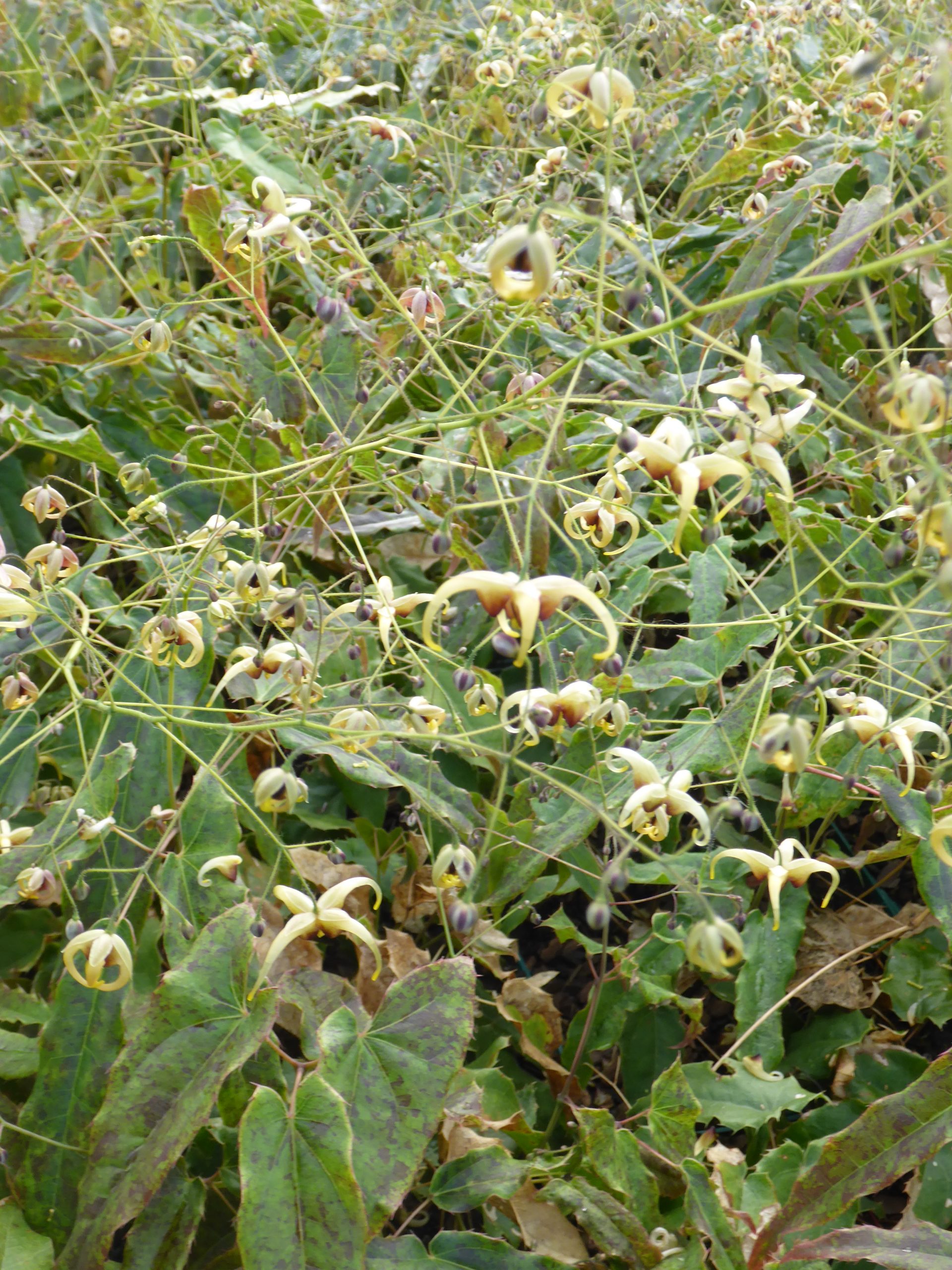 12473_epimedium_wushanense_caramel_SS_001.jpg