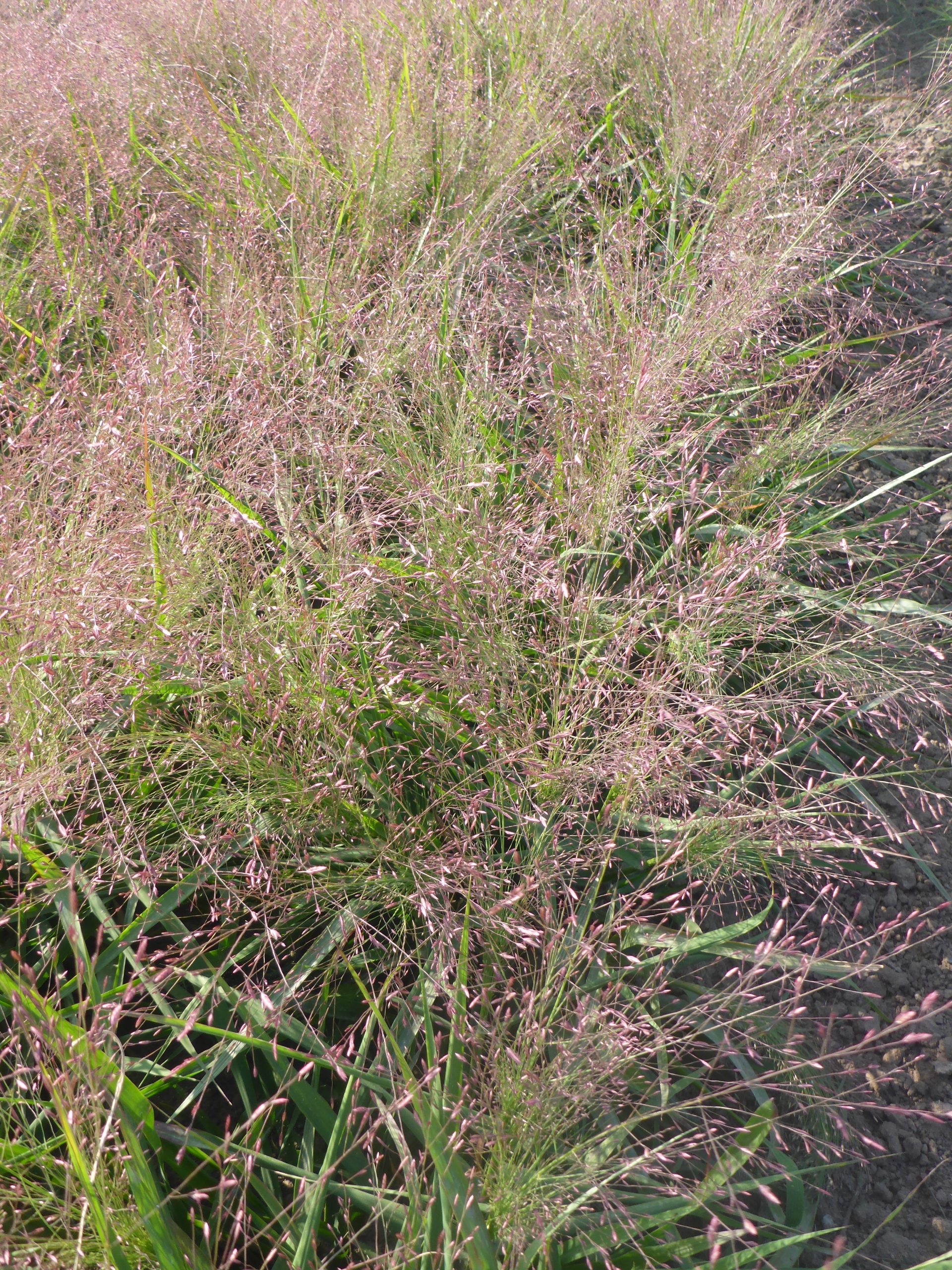 12474_eragrostis_spectabilis_SS_003.jpg