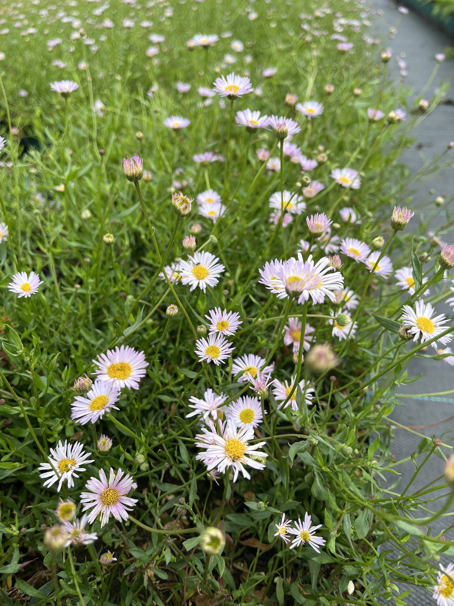 12476_erigeron_karvinskianus_lavender_lady_SS_004.jpg