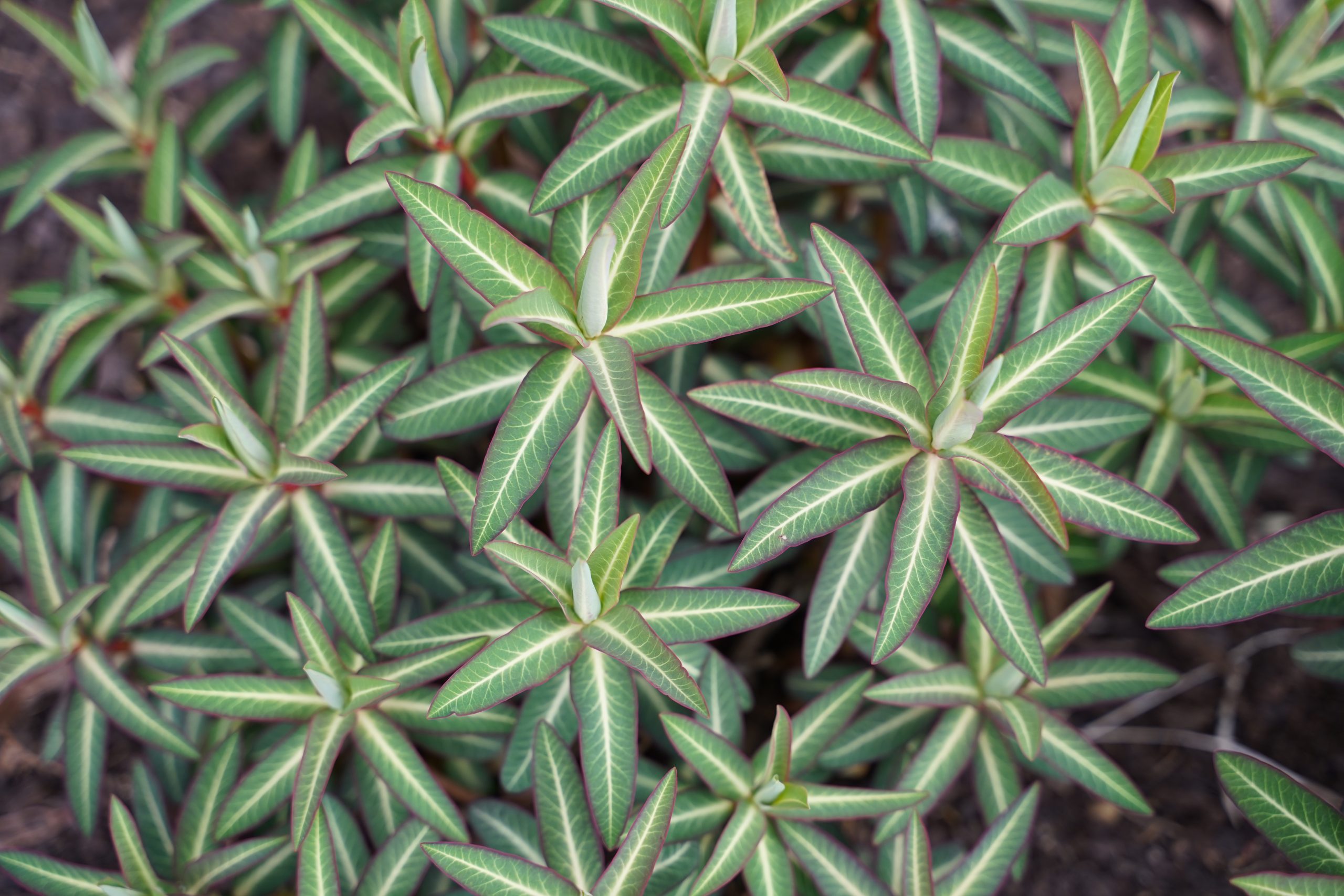 12485_euphorbia_cornigera_goldener_turm_SS_007.jpg