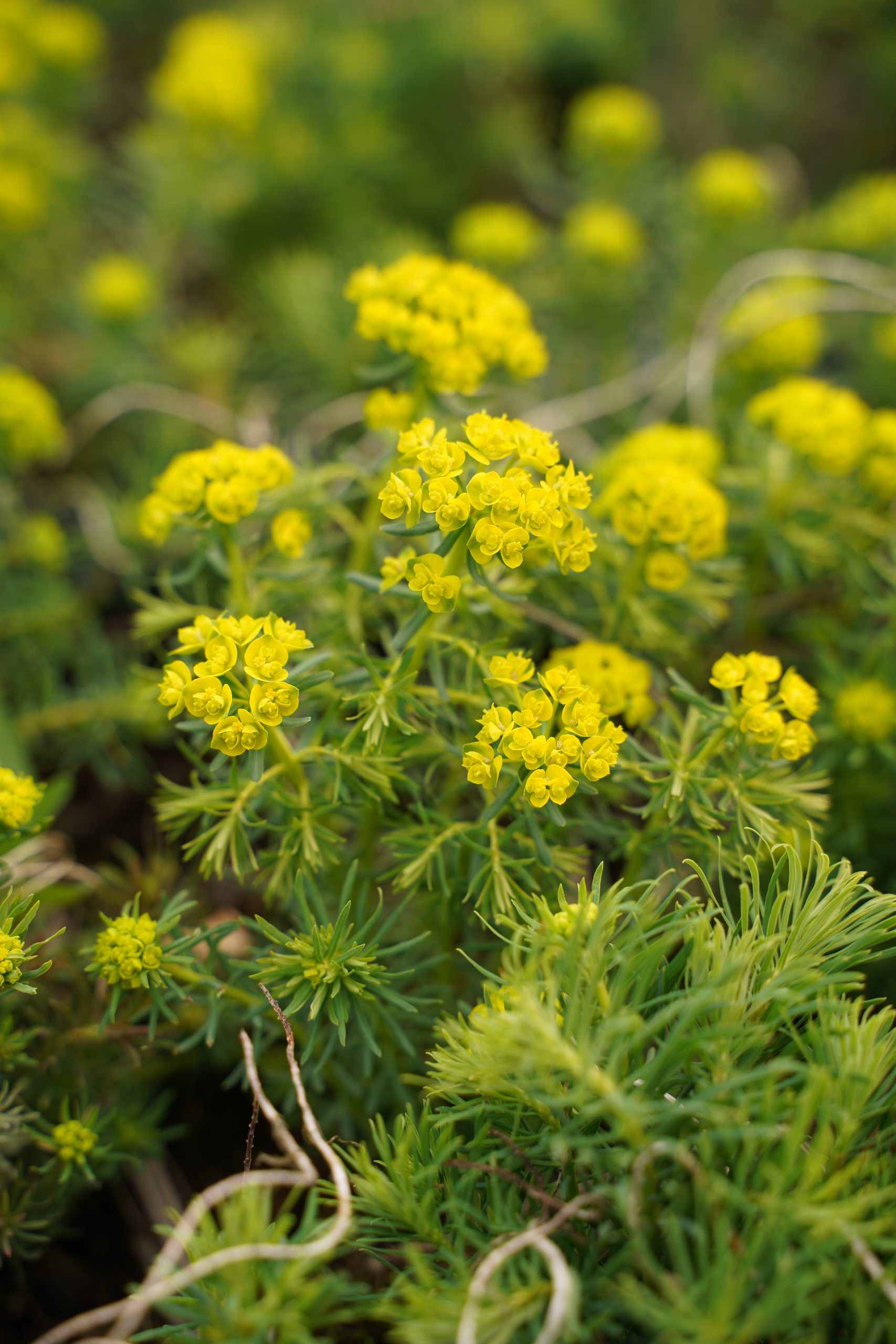12487_euphorbia_cyparissias_SS_005.jpg