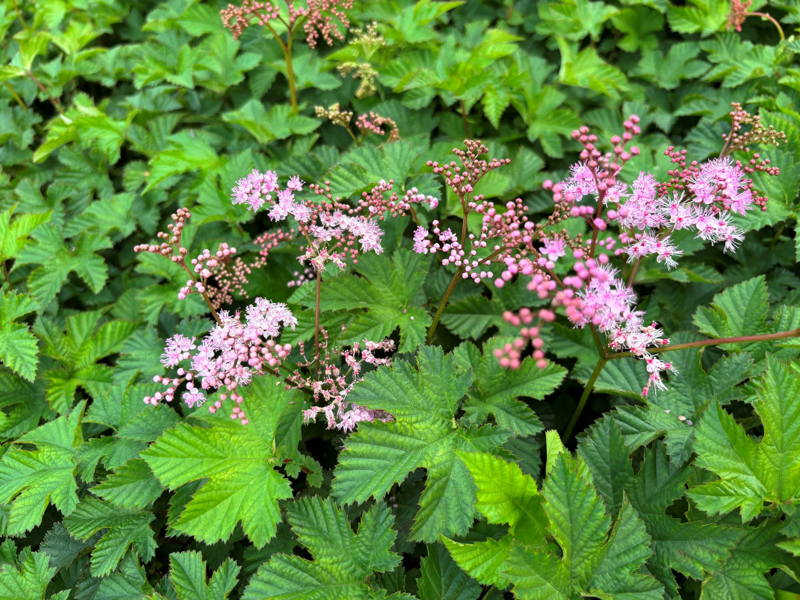 12491_filipendula_palmata_kahome_SS_001.jpg