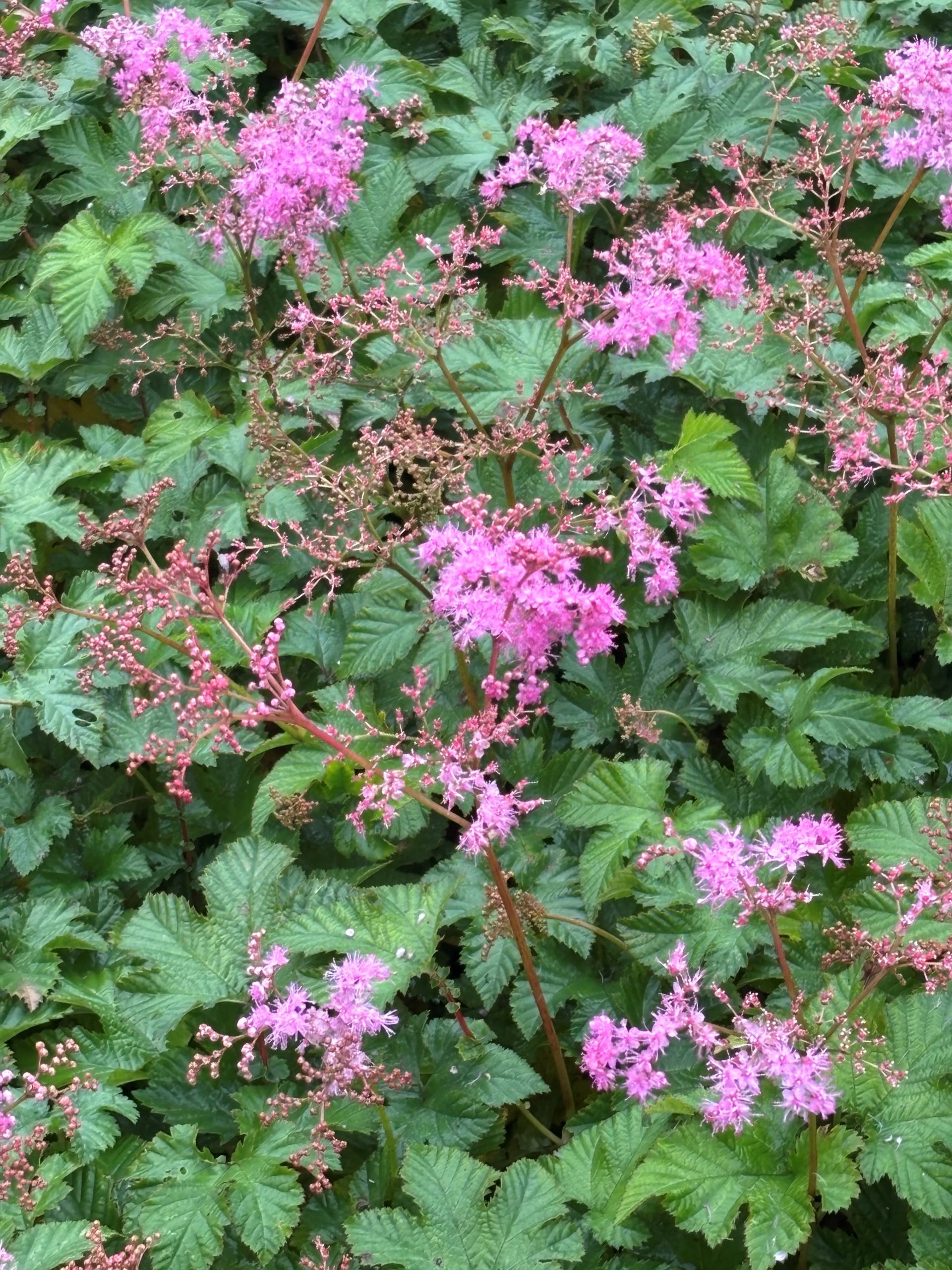 12492_filipendula_palmata_kahome_SS_002.jpg