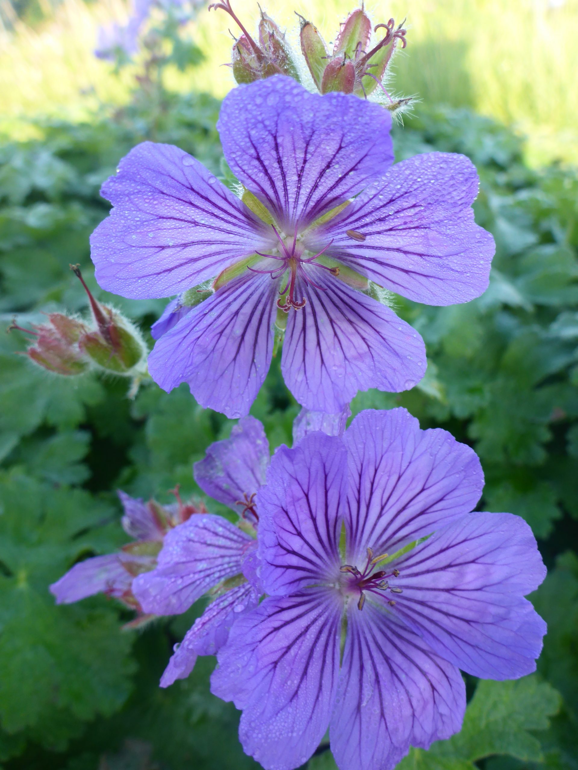 12499_geranium_magnificum_ernst_pagels_SS_002.jpg