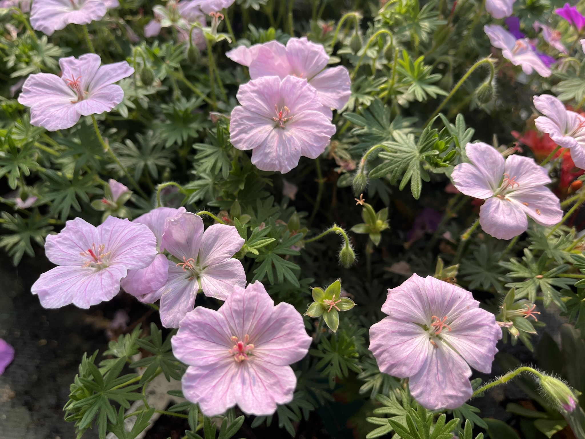 12513_geranium_sanguineum_frivolius_pink_SS_004.jpg