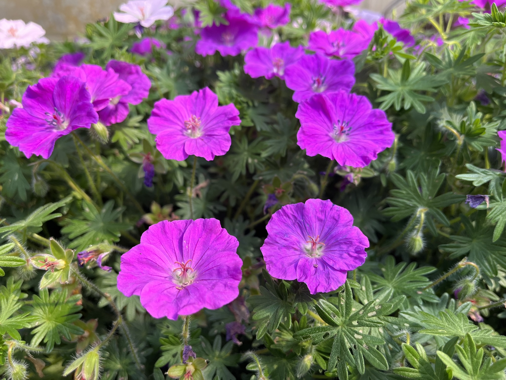12514_geranium_sanguineum_frivolius_purple_SS_001.jpg