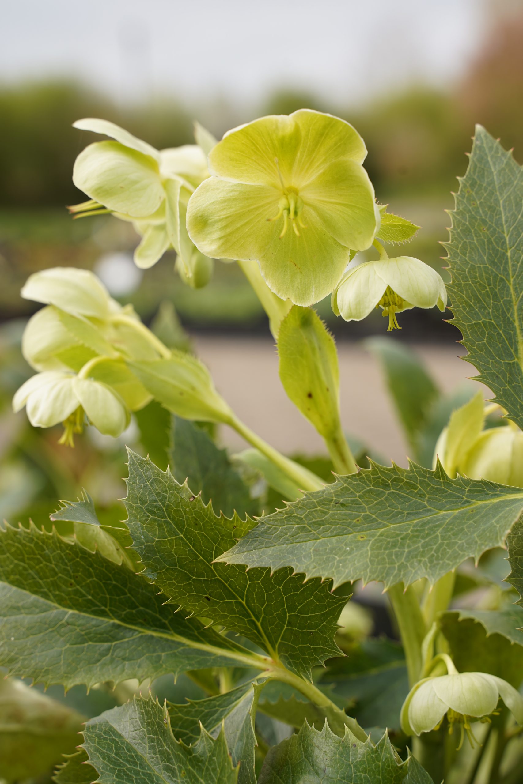 12538_helleborus_argutifolius_SS_004.jpg