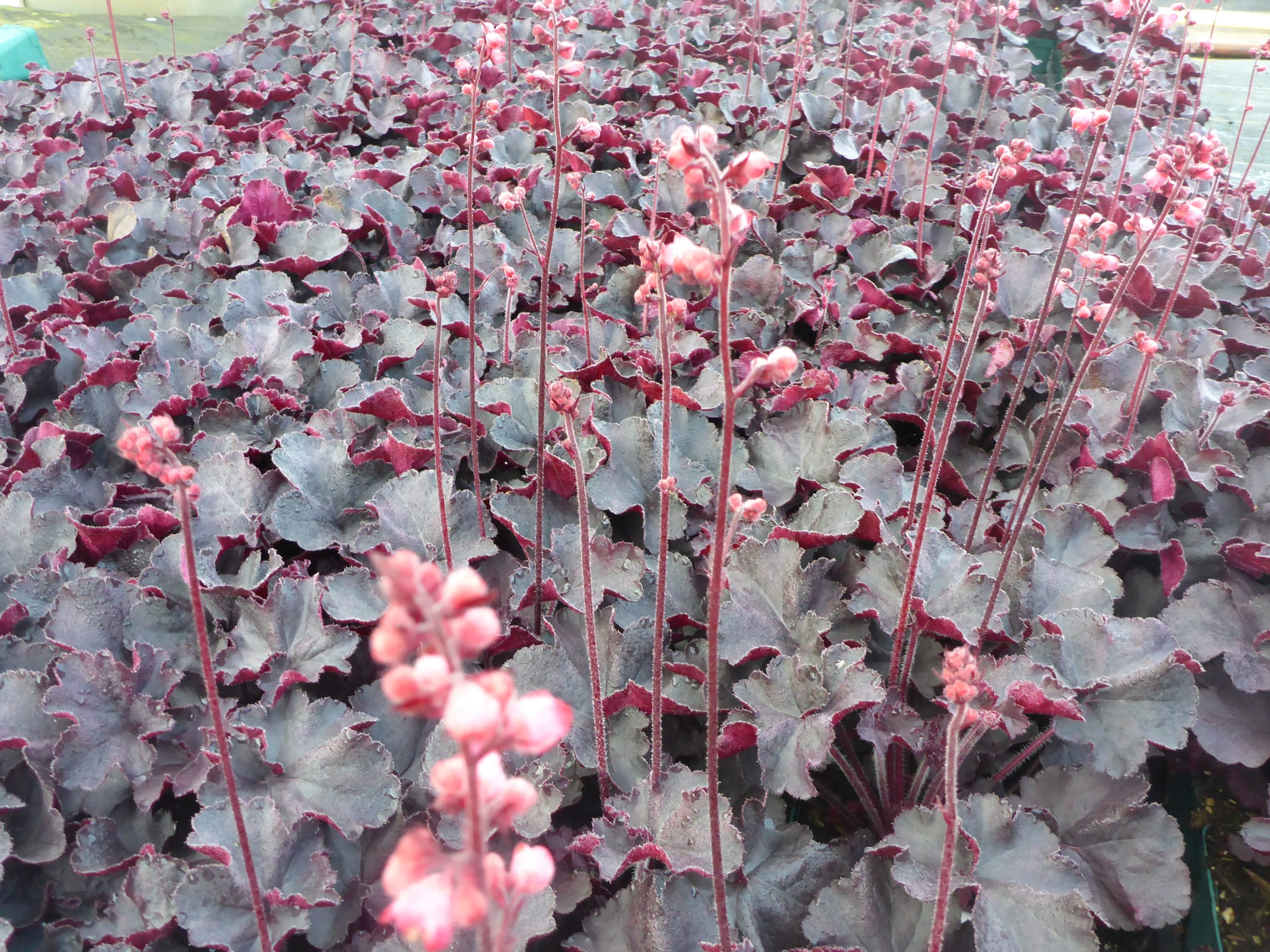 12545_heuchera_micrantha_black_forest_cake_SS_001.jpg