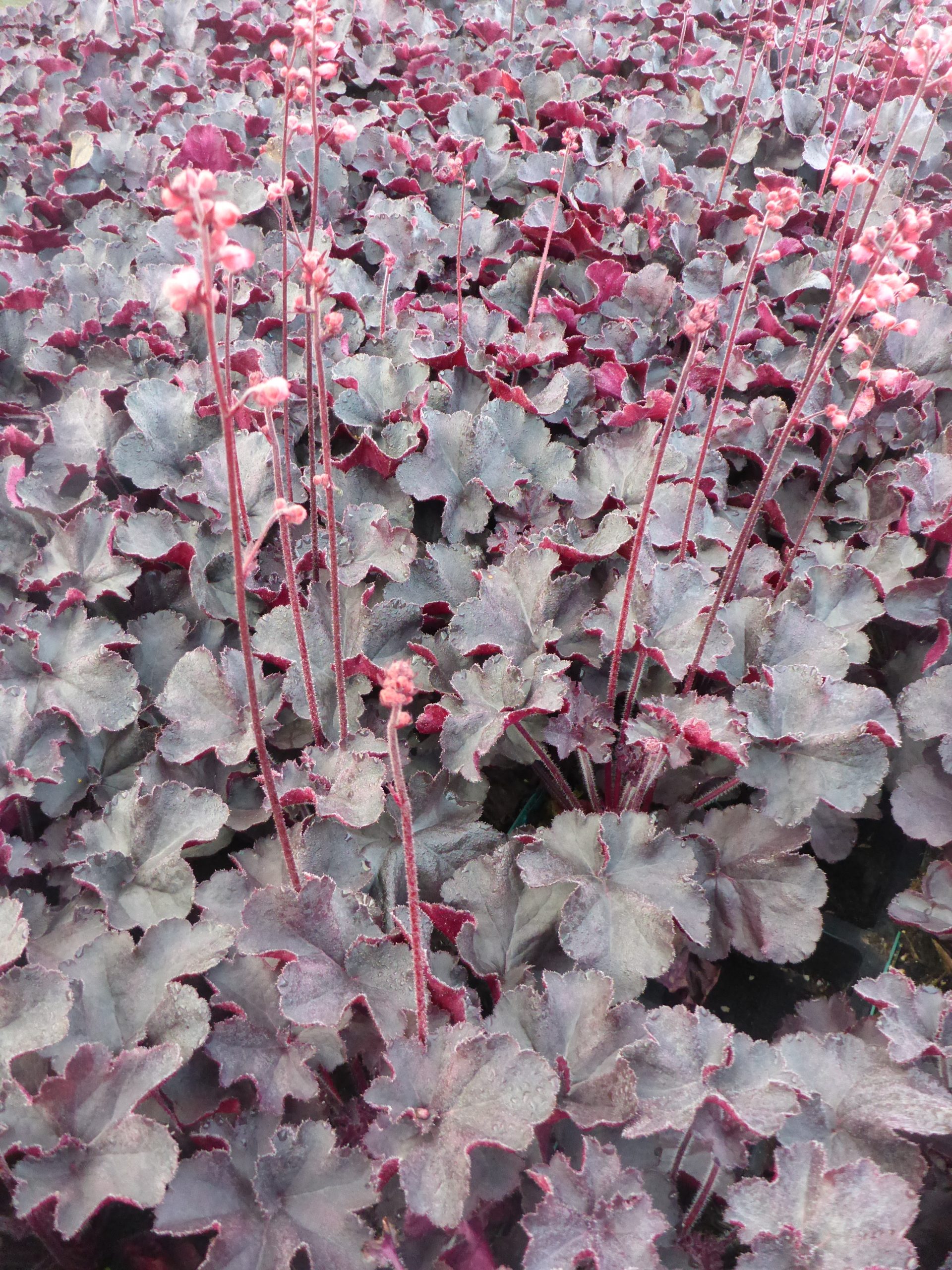 12546_heuchera_micrantha_black_forest_cake_SS_002.jpg