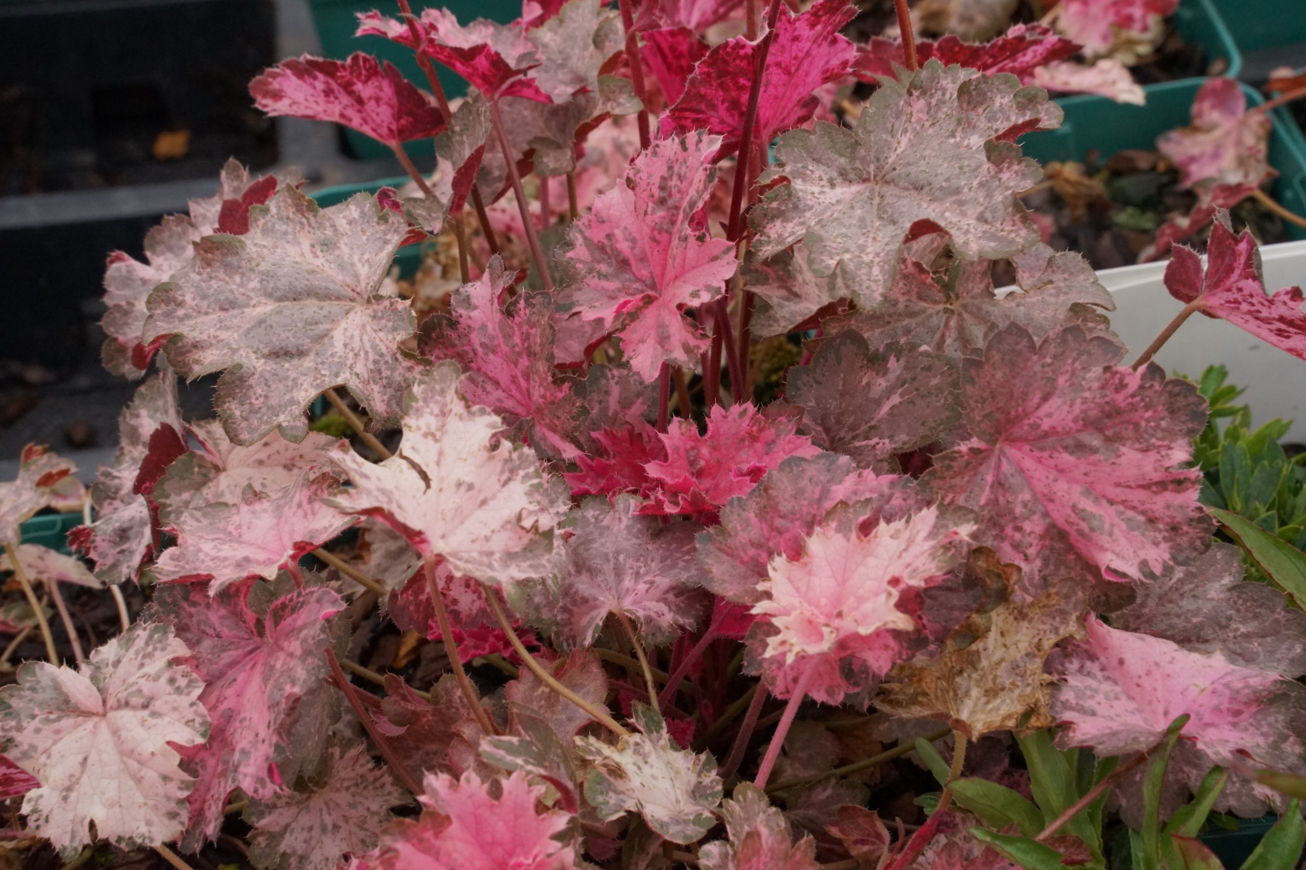 12547_heuchera_micrantha_pinky_panky_SS_003.jpg
