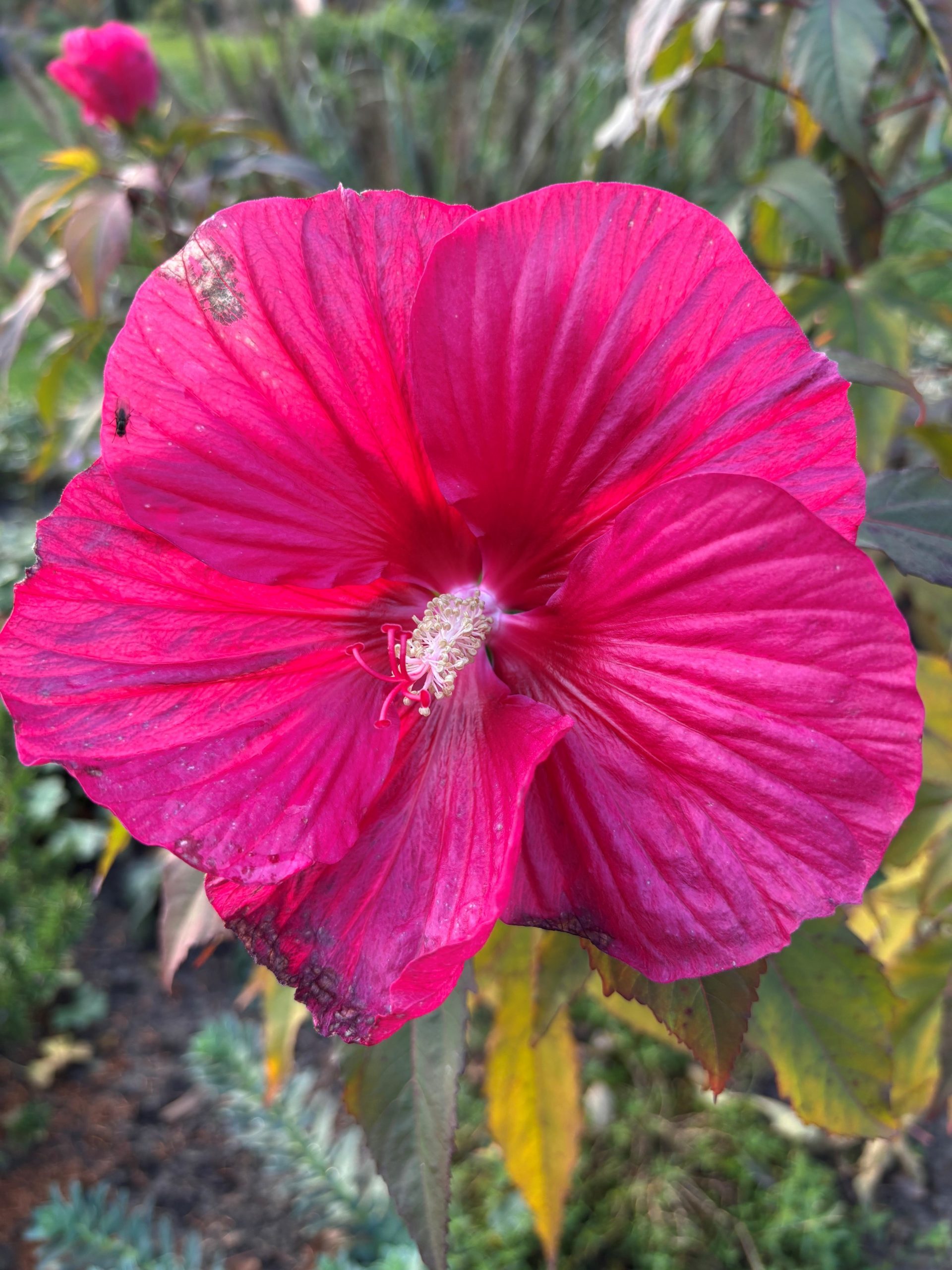 12550_hibiscus_mosch_pink_passion_SS_001.jpg