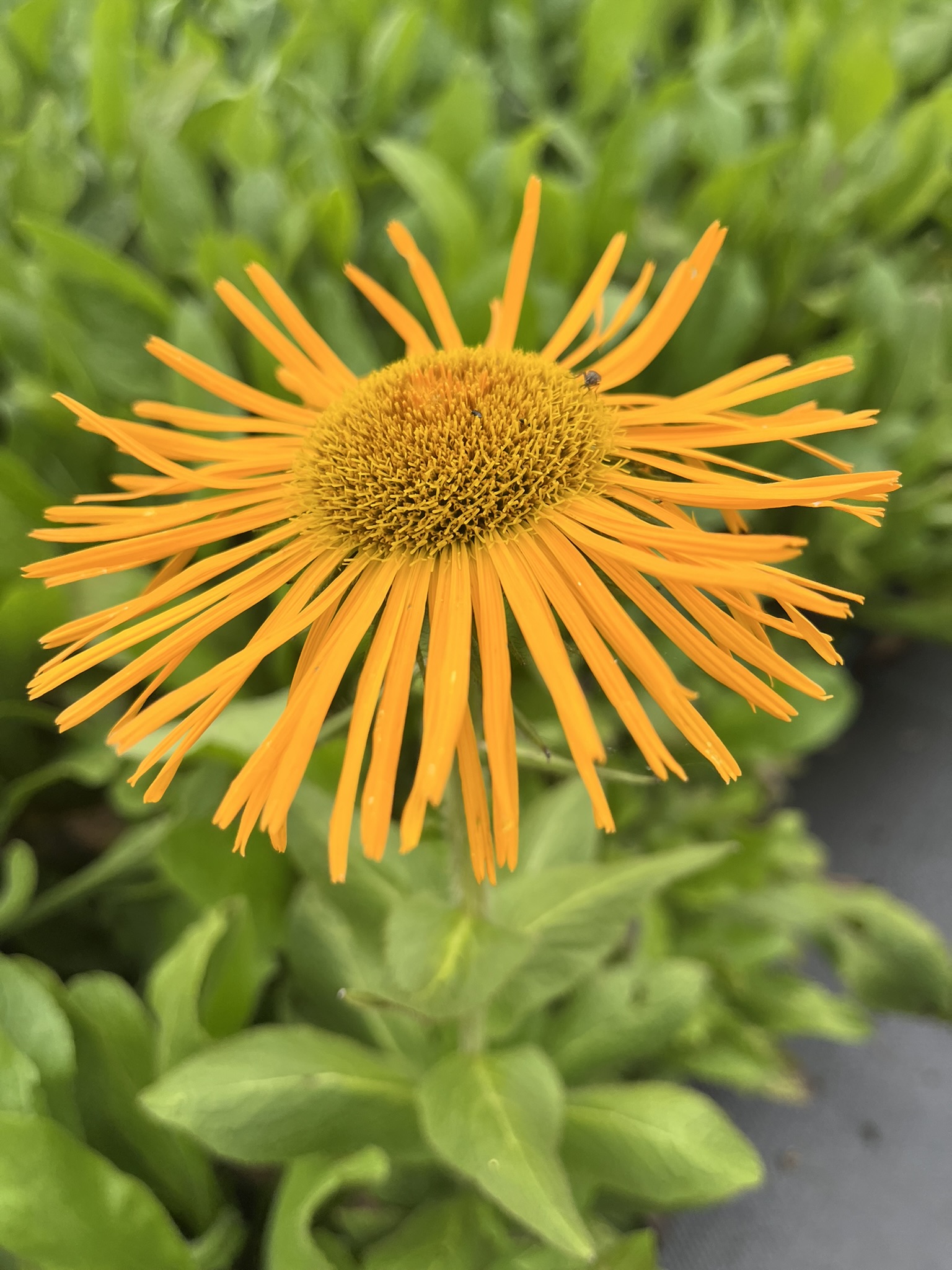 12559_inula_orientalis_SS_002.jpg