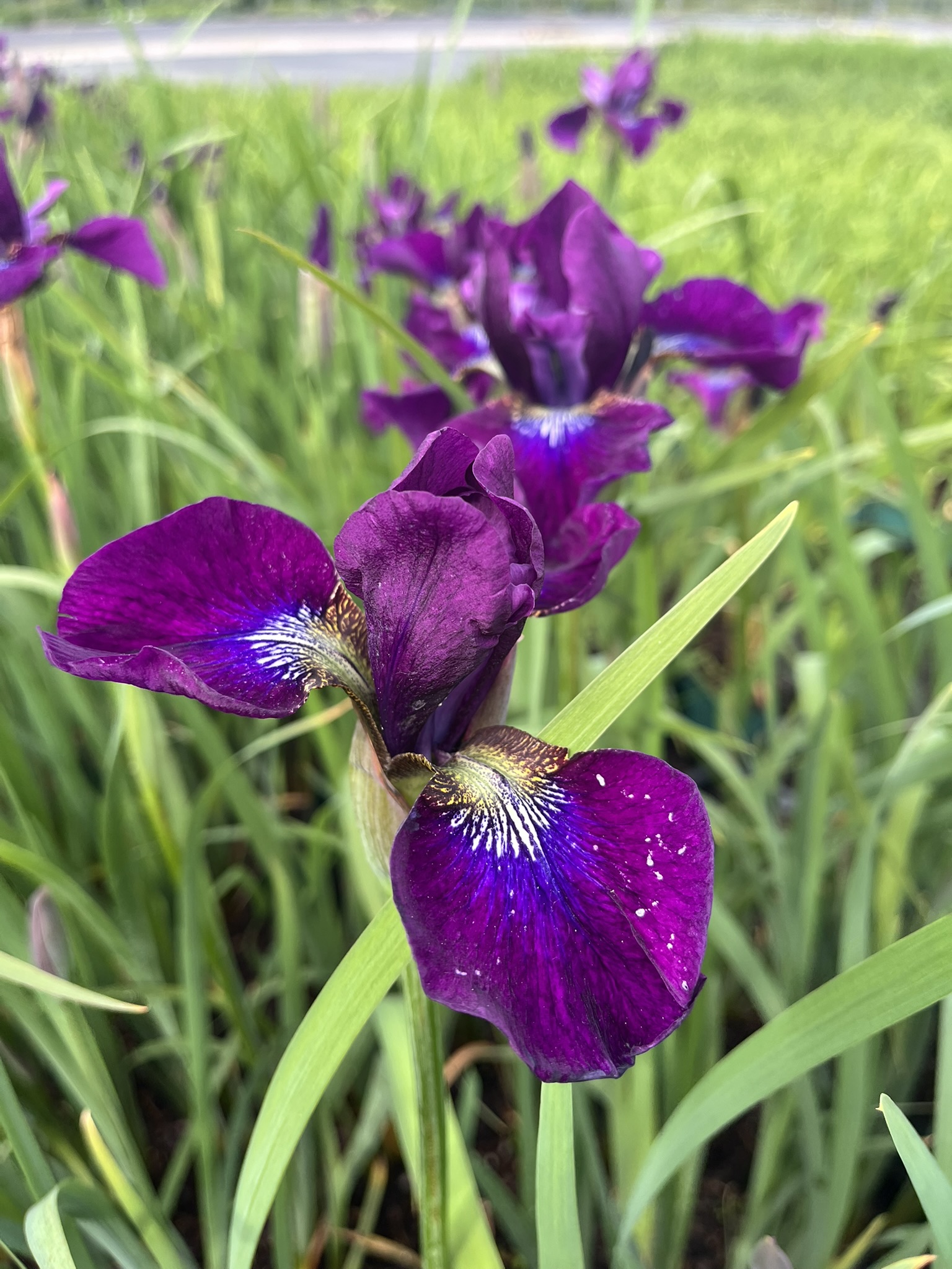 12570_iris_sibirica_hubbard_SS_004.jpg