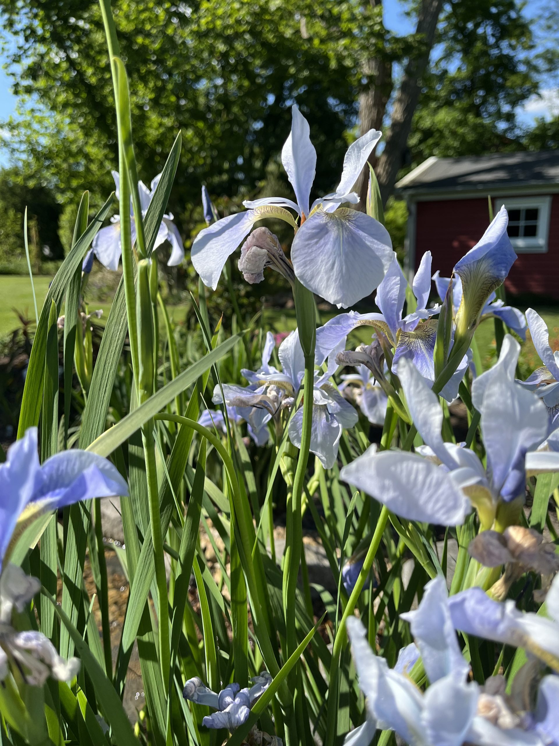 12571_iris_sibirica_perrys_blue_SS_002.jpg