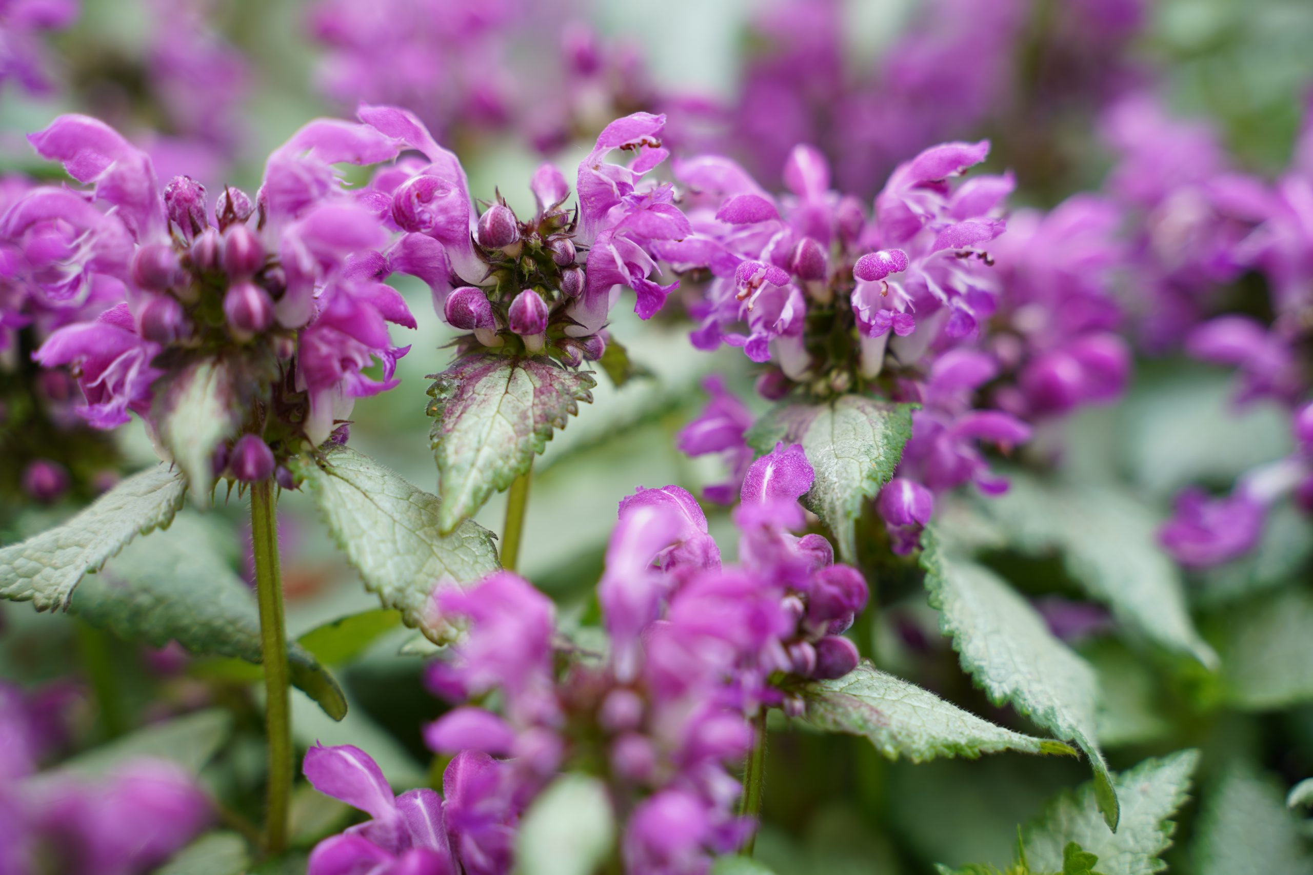 12576_lamium_maculatum_purple_dragon_SS_005.jpg