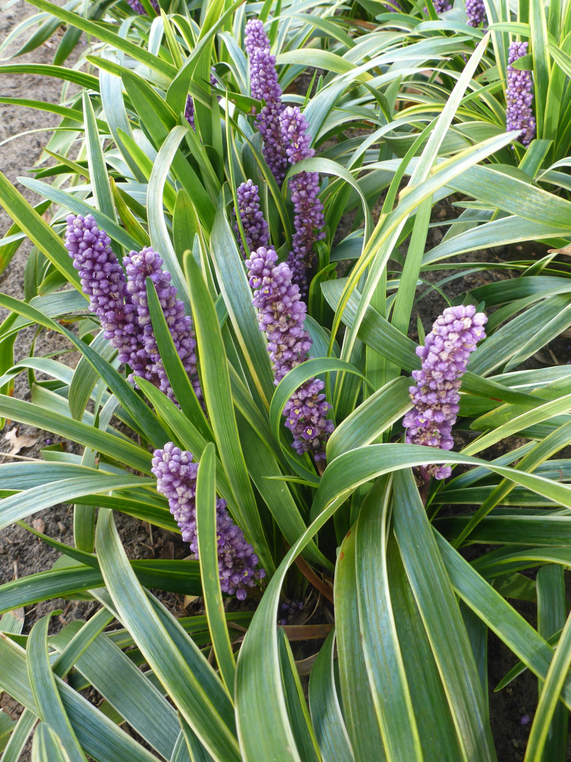 12588_liriope_muscari_gold_banded_SS_003.jpg