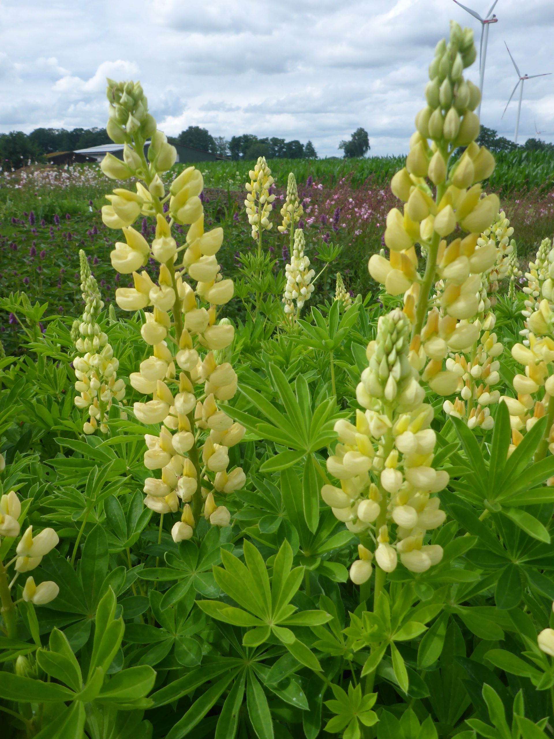 12592_lupinus_legendary_yellow_shades_SS_001.jpg