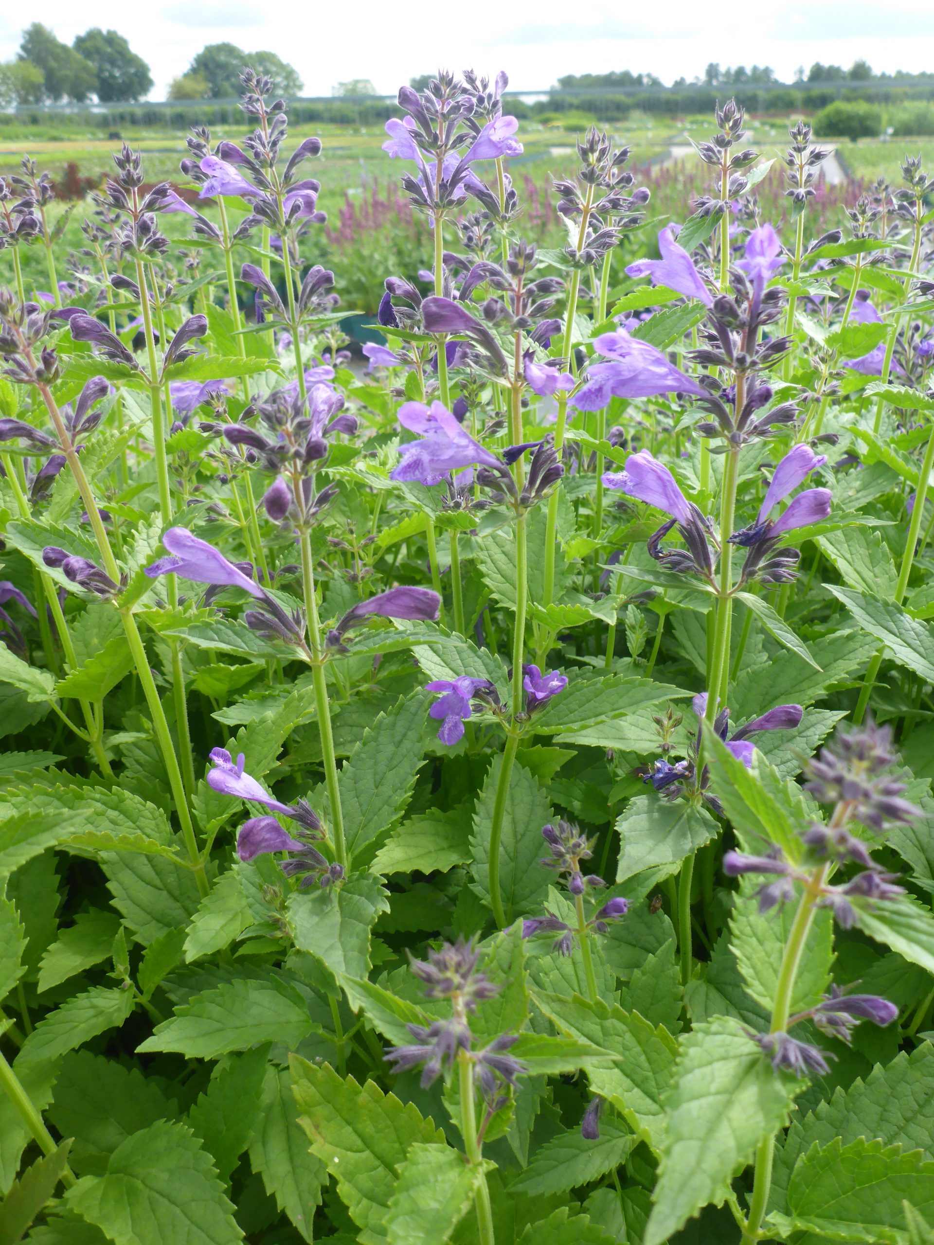 12613_nepeta_subsessilis_prelude_purple_SS_004.jpg