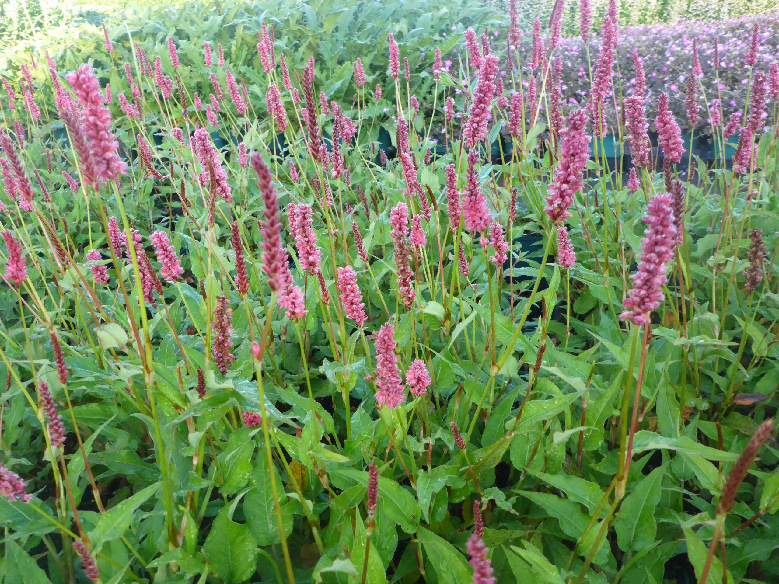 12627_persicaria_amplexic_js_delgado_macho_SS_004.jpg