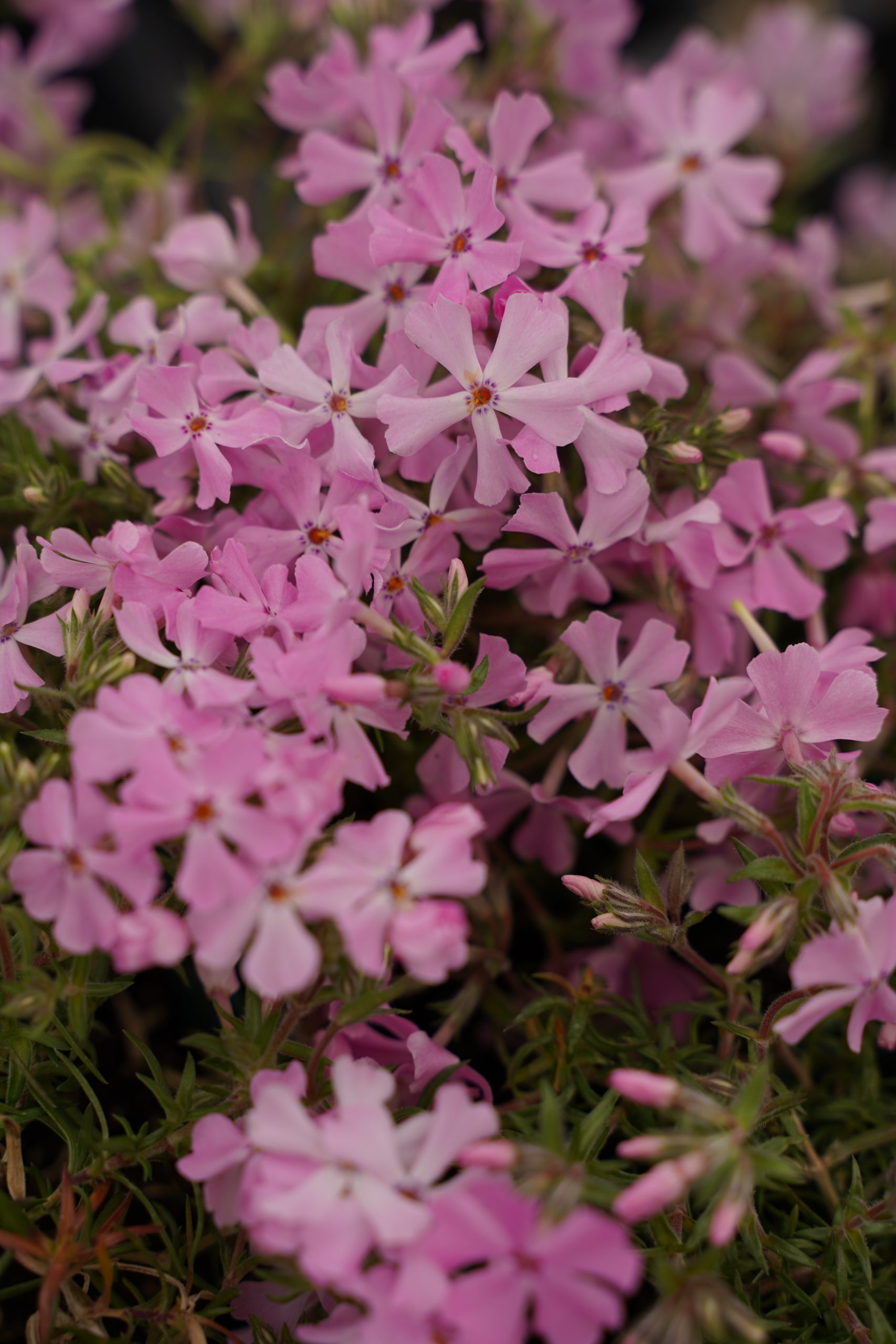 12642_phlox_subulata_spring_soft_pink_SS_003.jpg