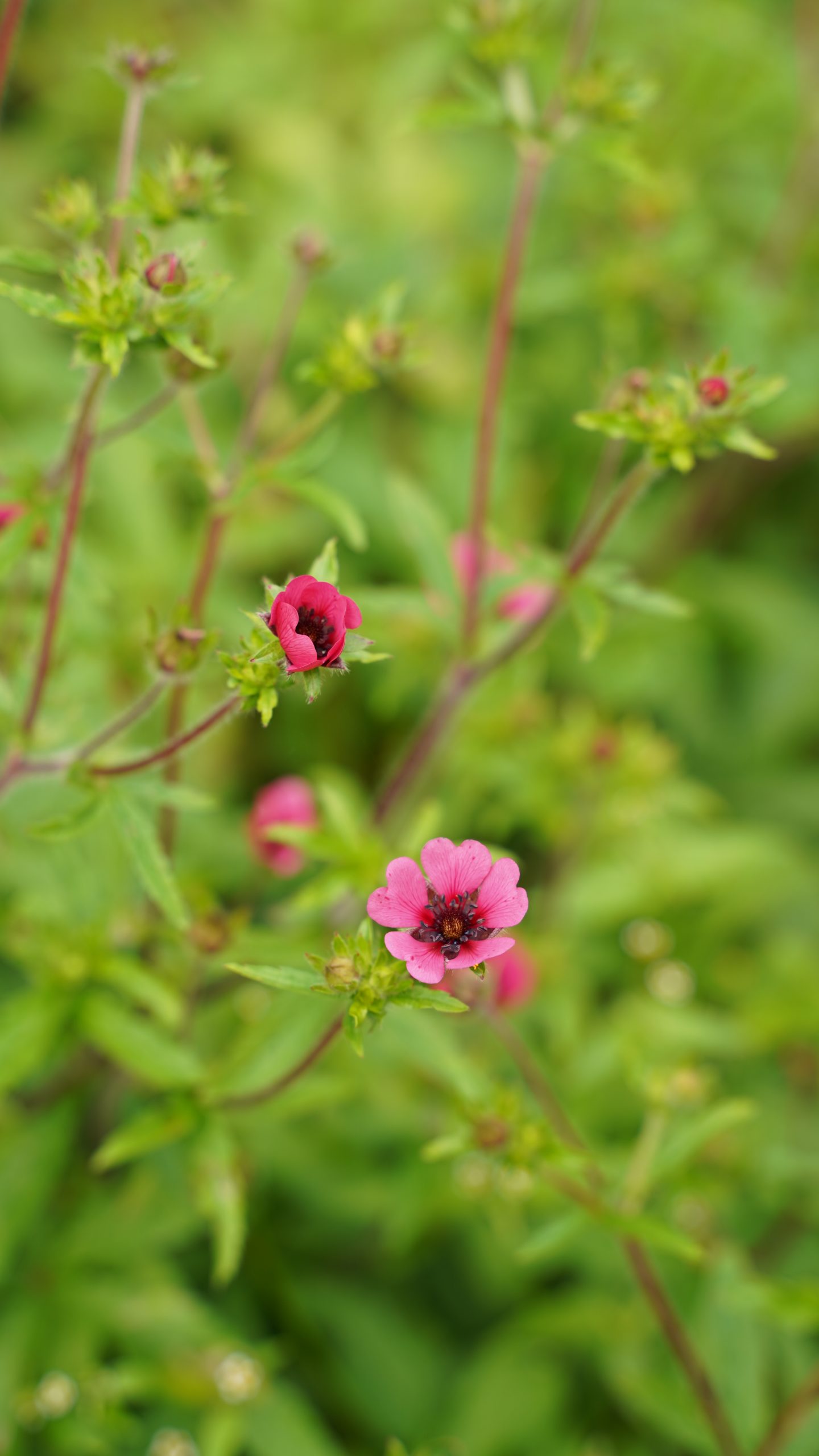 12648_potentilla_nepalensis_ron_mcbeath_SS_003.jpg