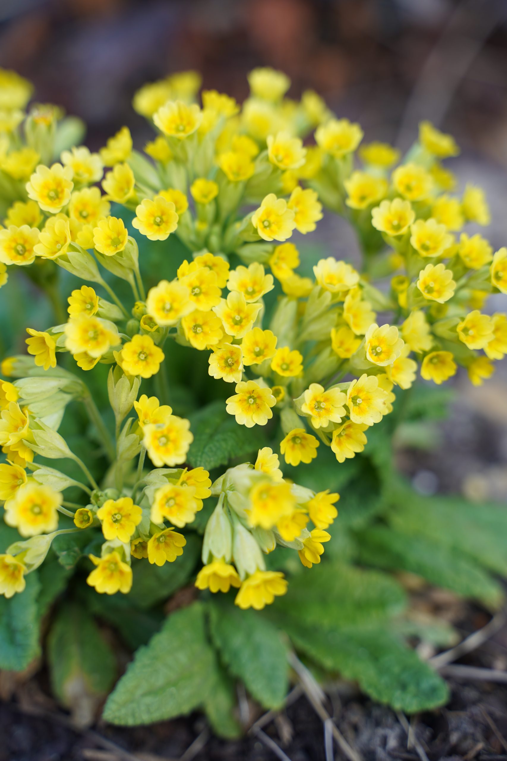 12655_primula_veris_SS_008.jpg