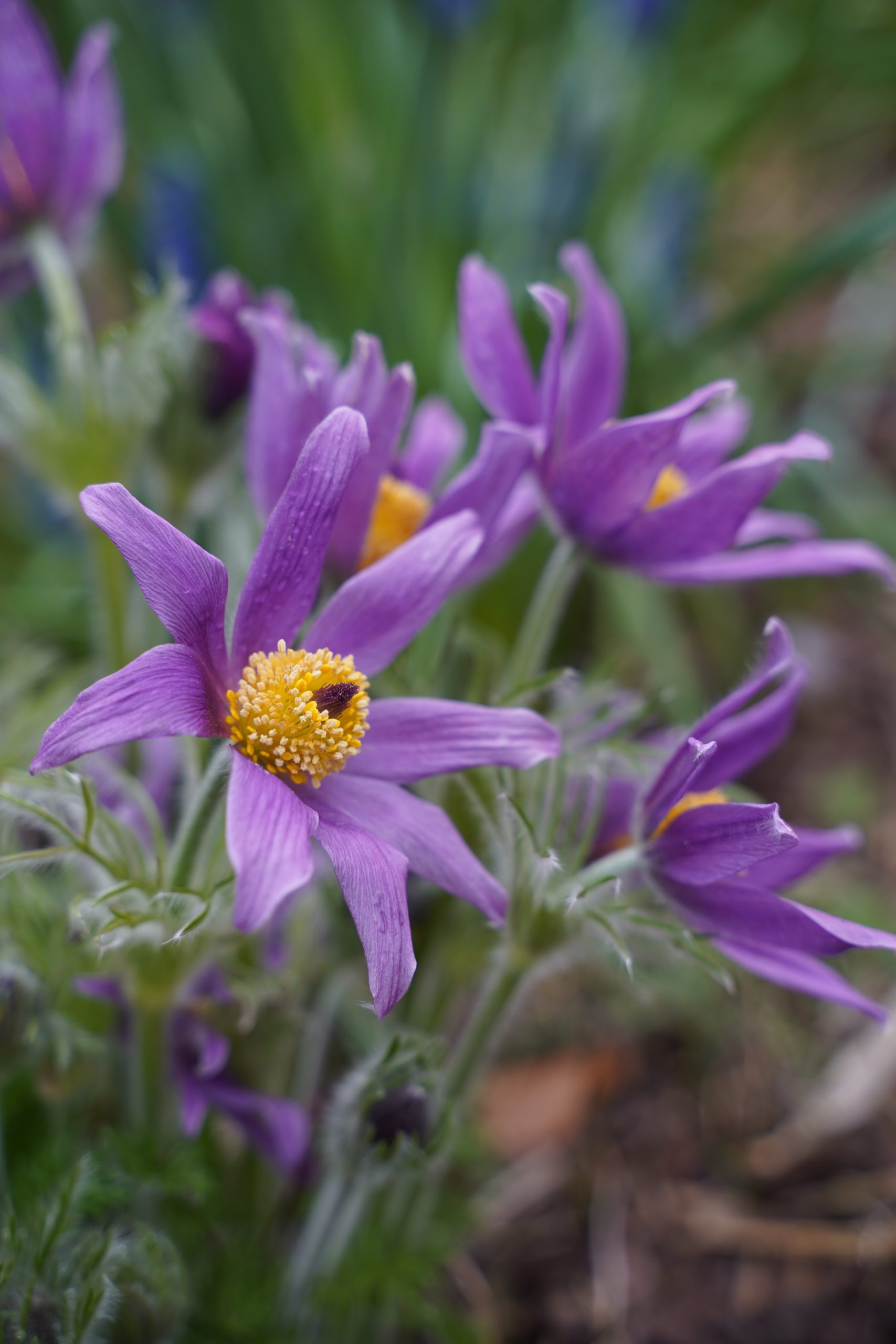 12662_pulsatilla_vulgaris_pinwheel_blue_shades_SS_004.jpg