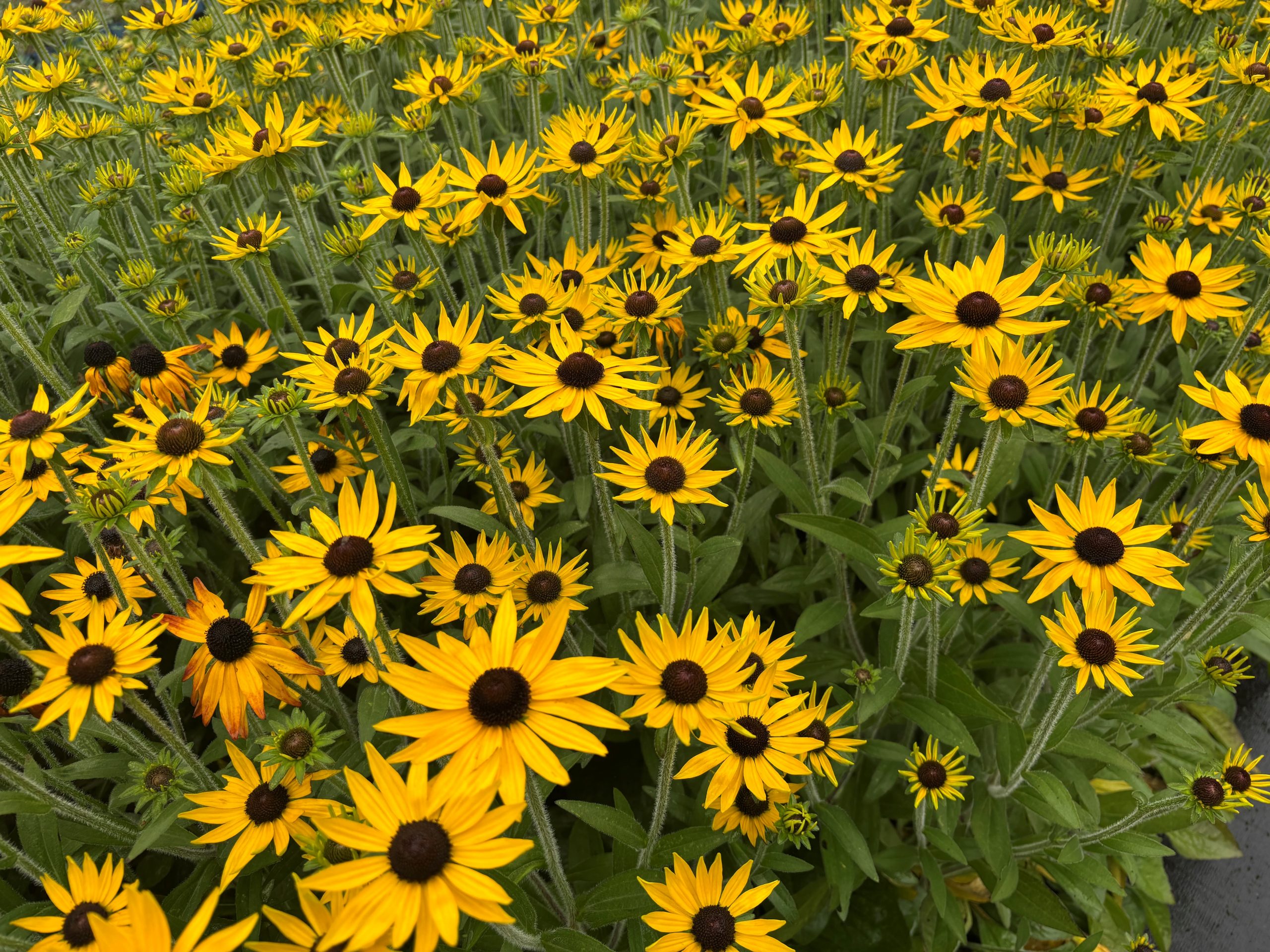 12667_rudbeckia_fulgida_glitters_like_gold_SS_001.jpg