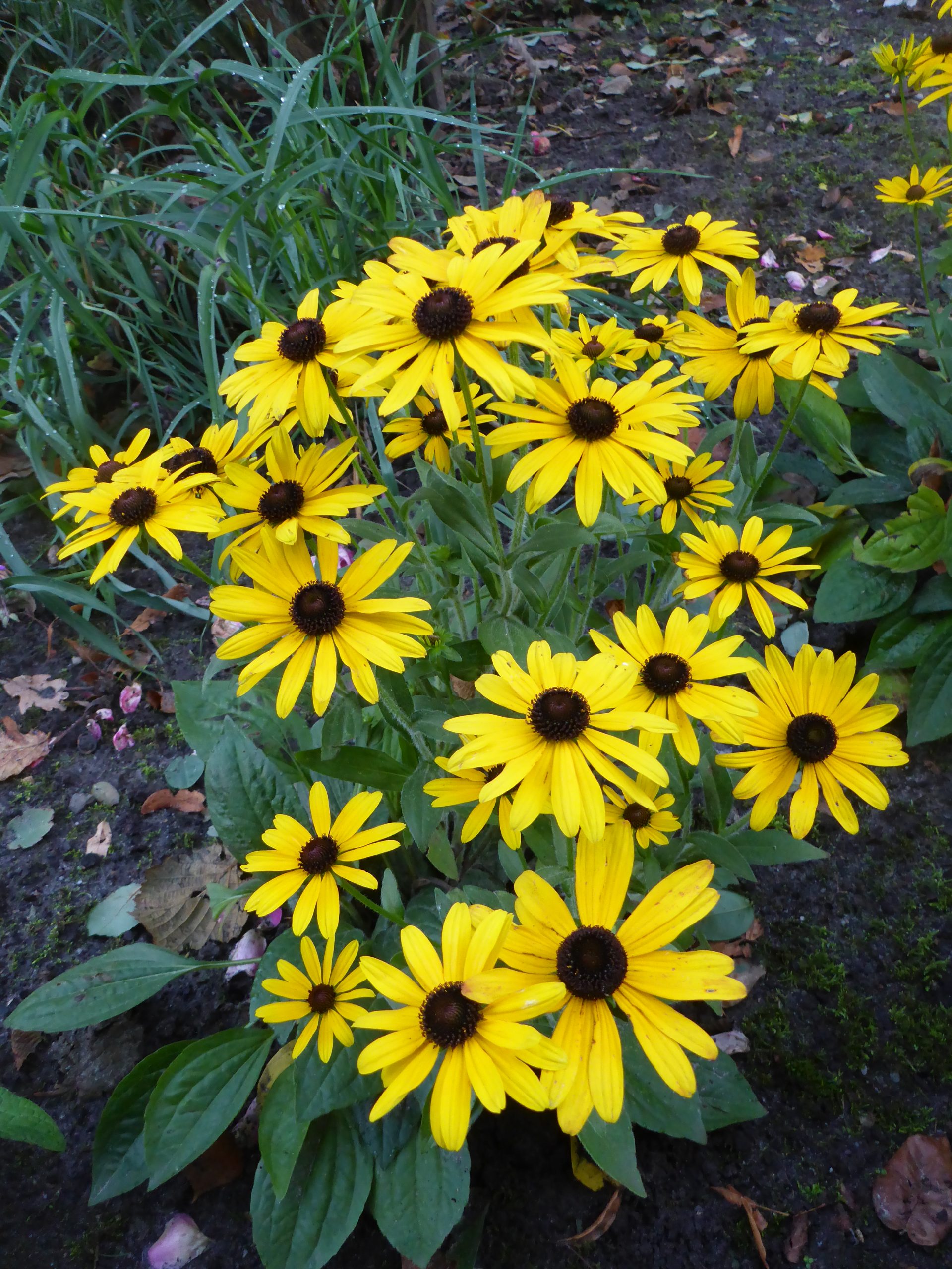 12668_rudbeckia_fulgida_glitters_like_gold_SS_002.jpg