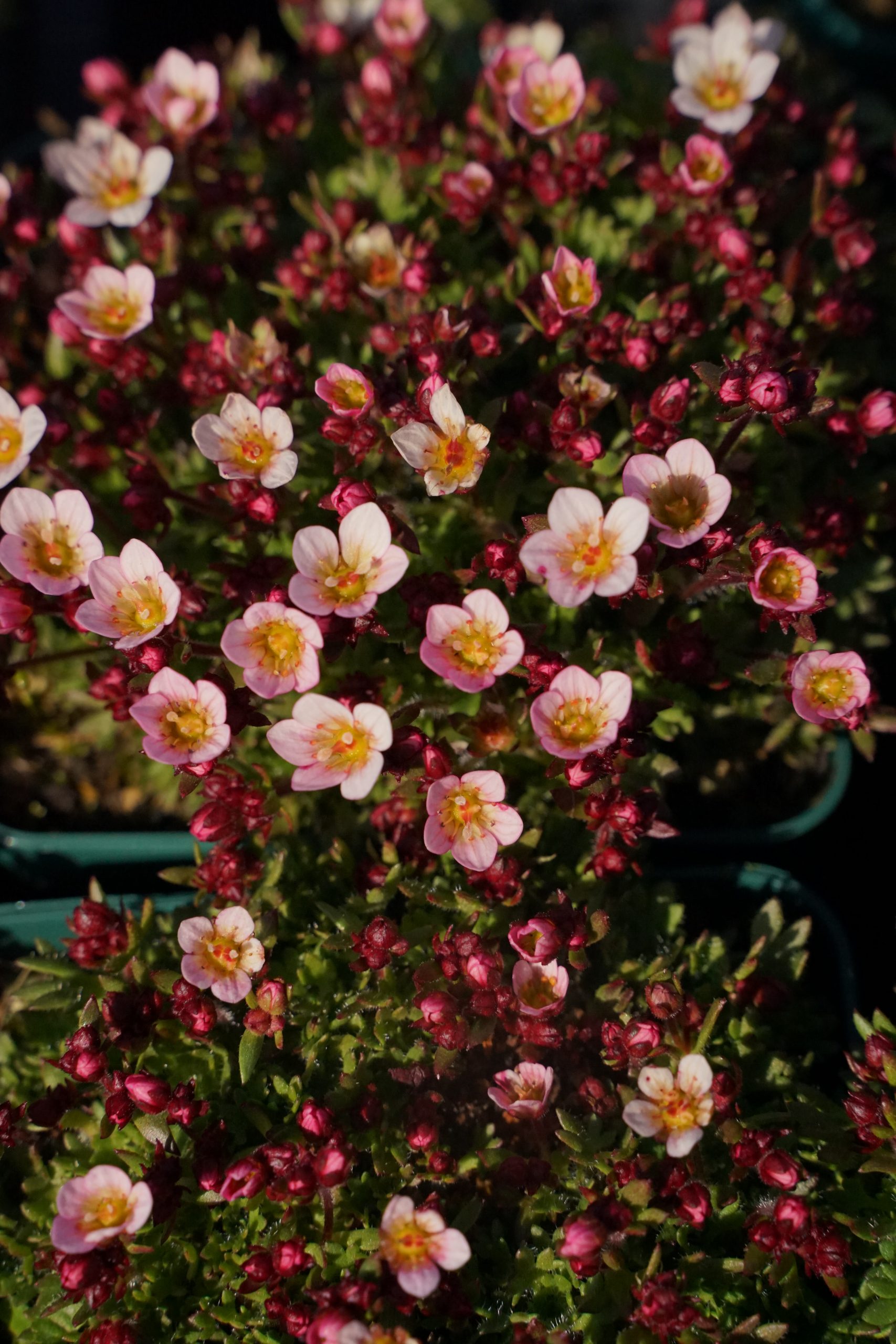 12700_saxifraga_arendsii_pixi_pan_appleblossom_SS_004.jpg