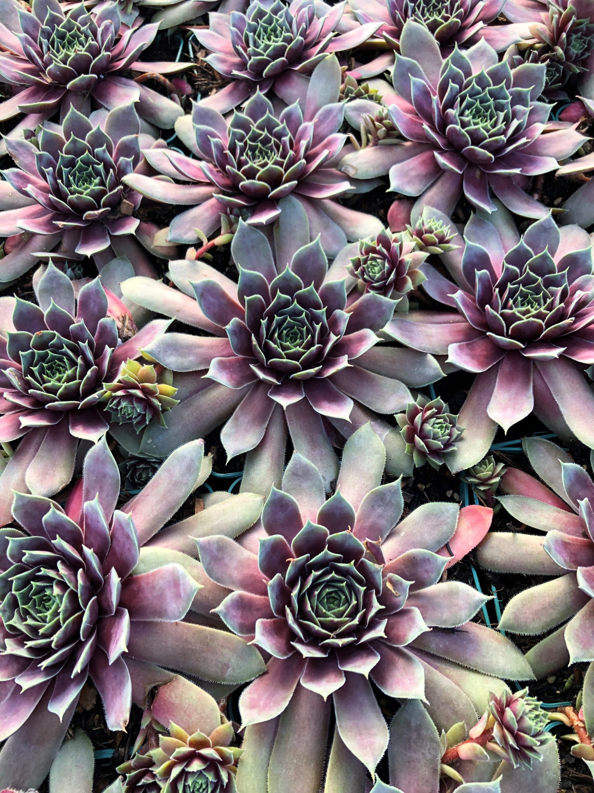12718_sempervivum_big_sam_purple_quartz_SS_003.jpg