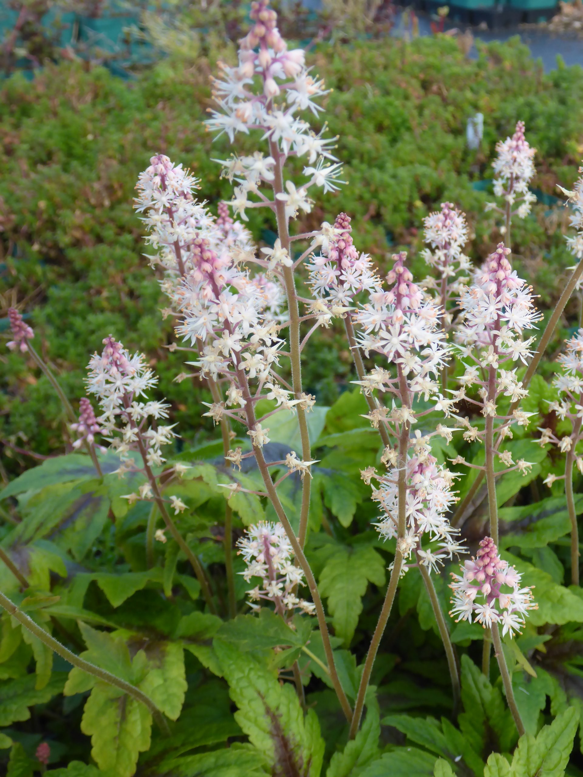 12742_tiarella_cordifolia_sugar_and_spice_SS_005.jpg