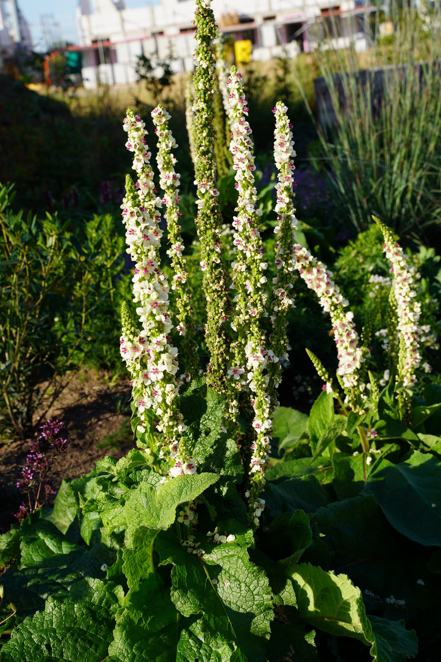 12753_verbascum_nigrum_album_SS_004.jpg