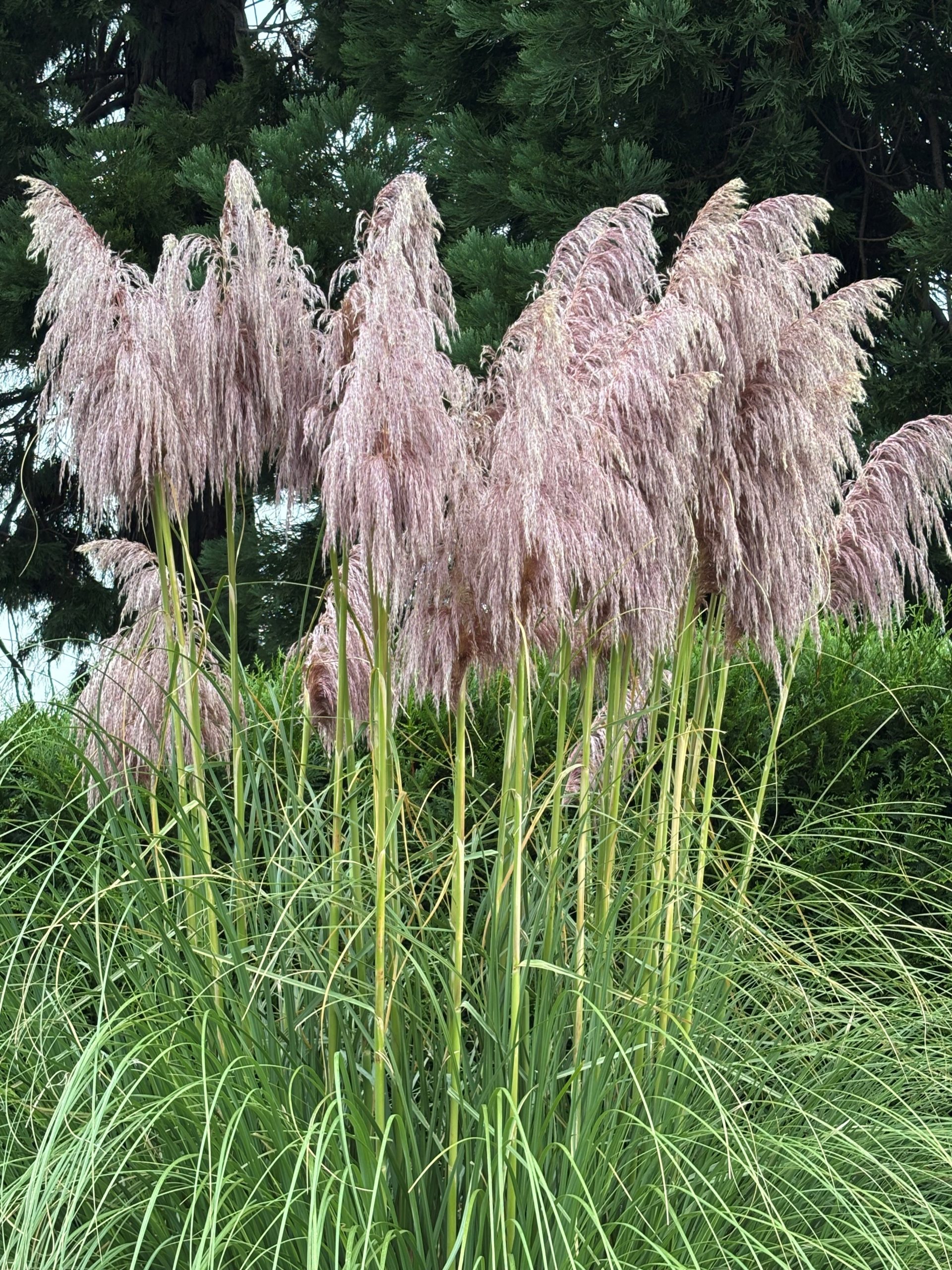12775_cortaderia_selloana_rosea_SS_002.jpg