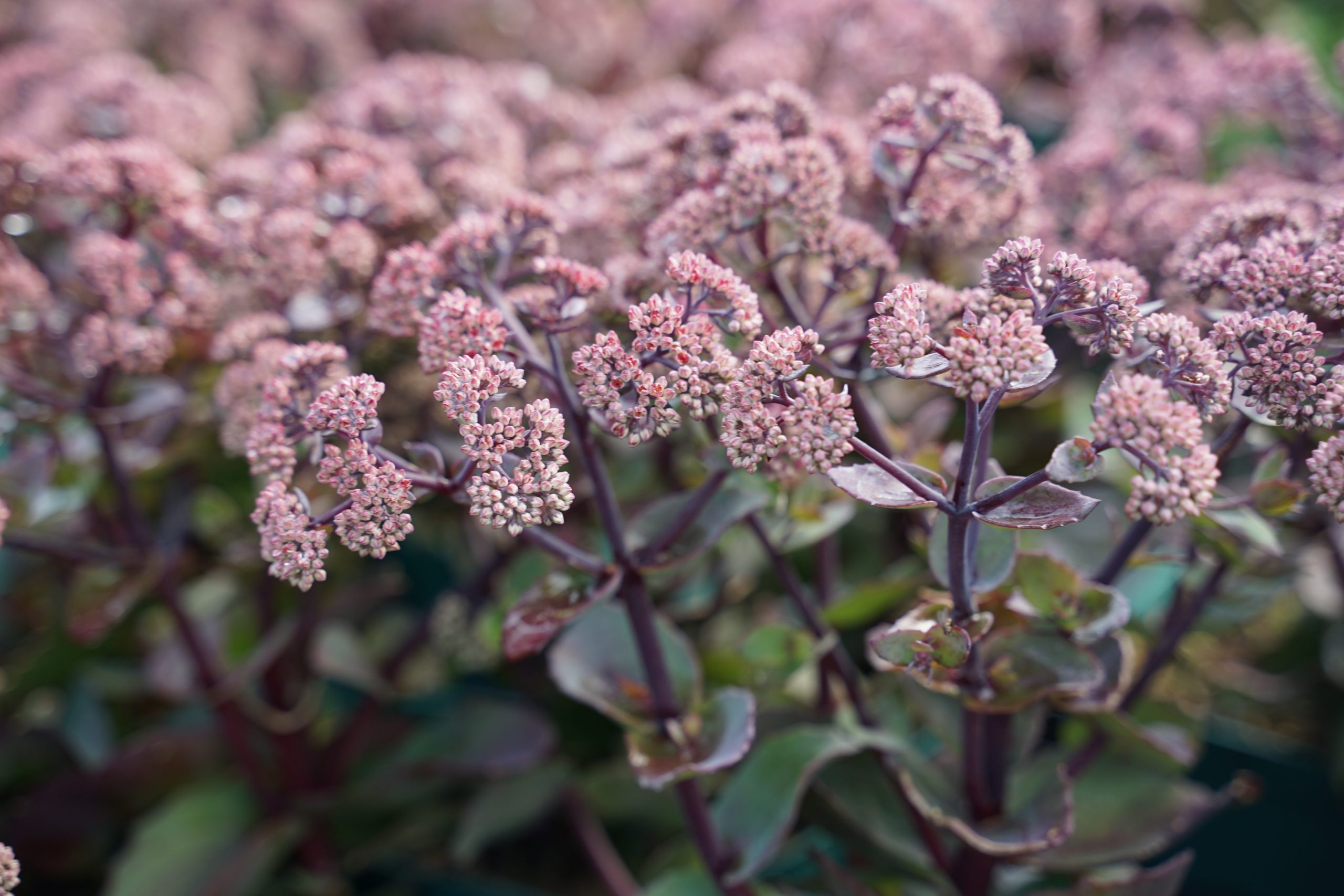 12777_sedum_telephium_sed_rose_soiree_SS_003.jpg