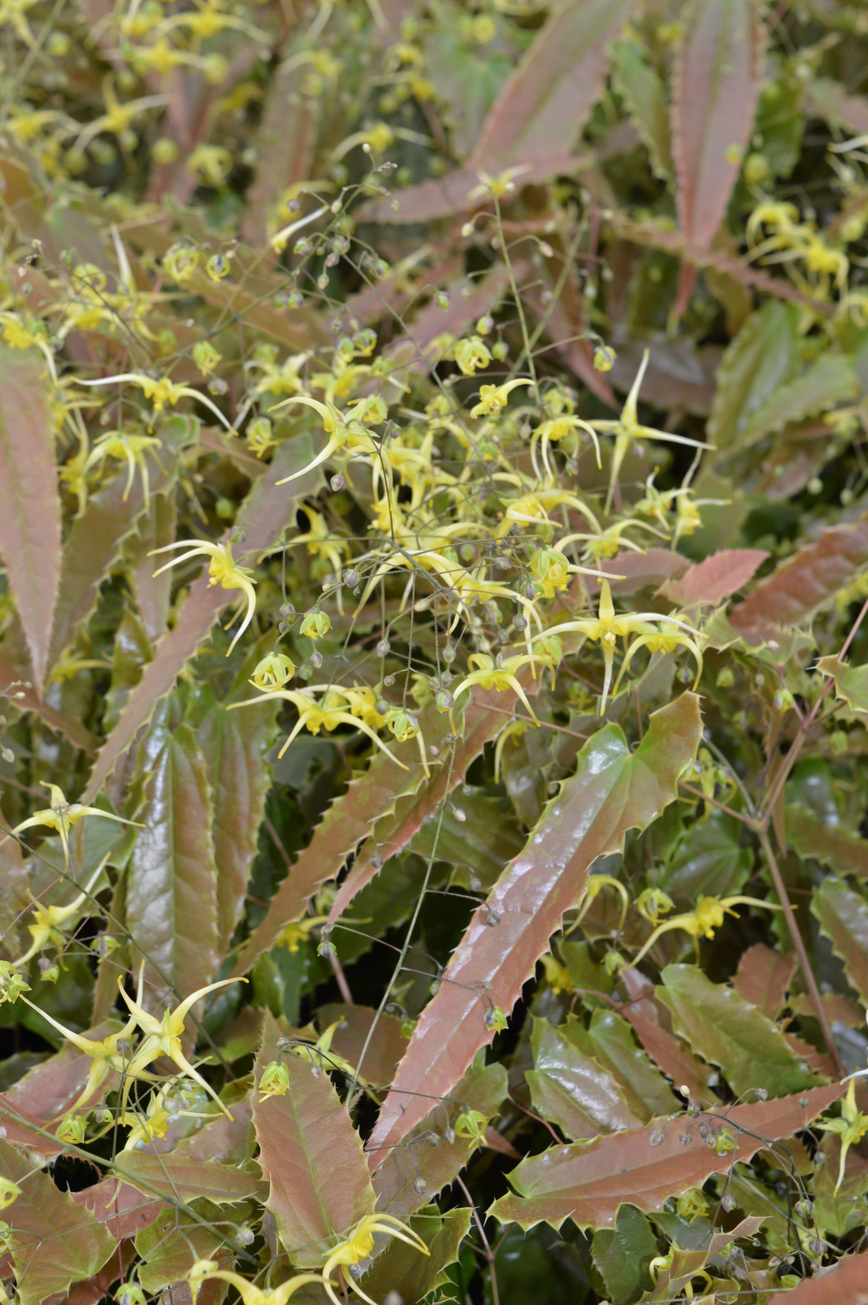 1786_epimedium_cultorum_sphinx_twinkler_SS_001.jpeg