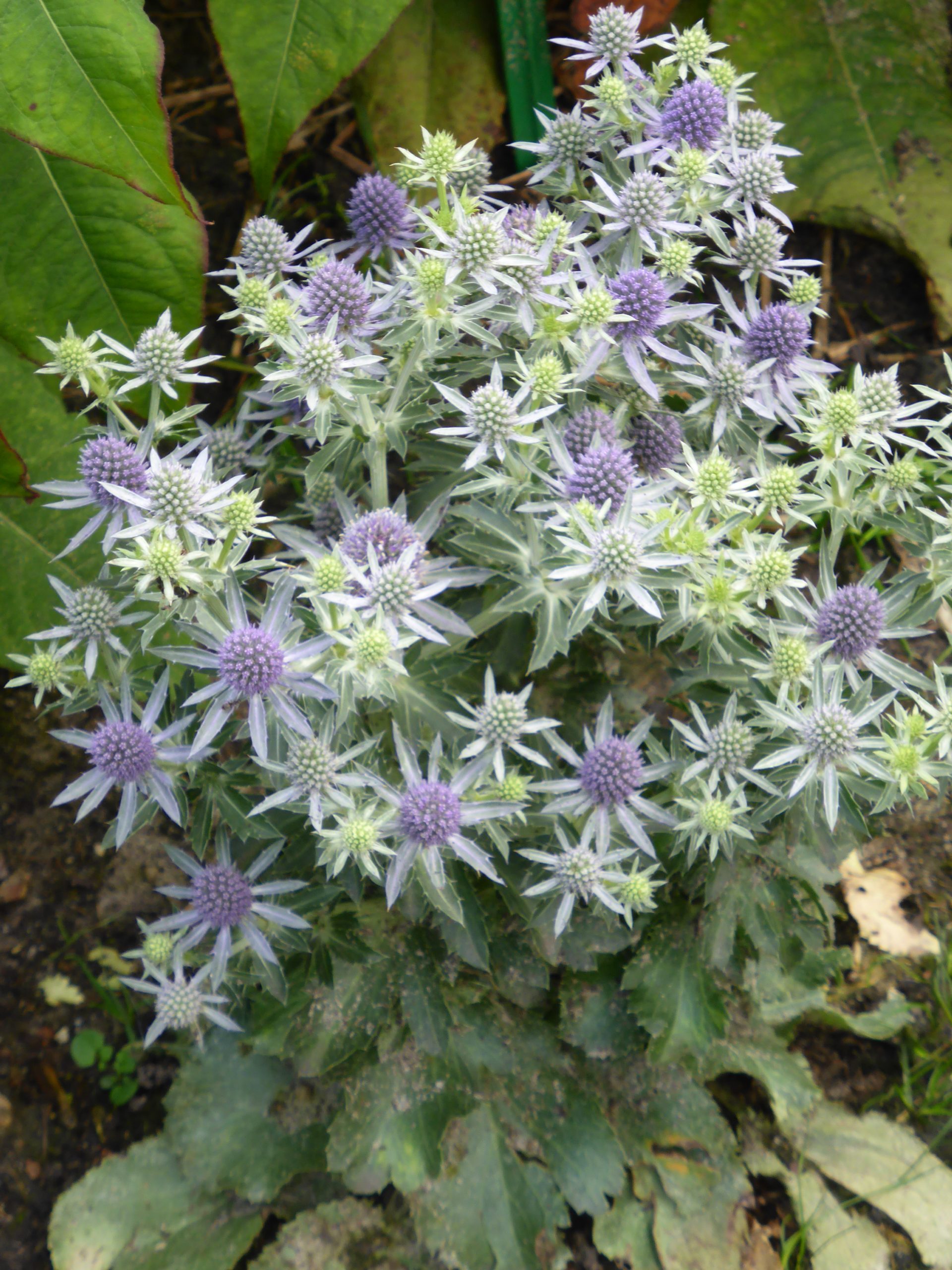1855_eryngium_planum_blue_hobbit_SS_001.jpeg