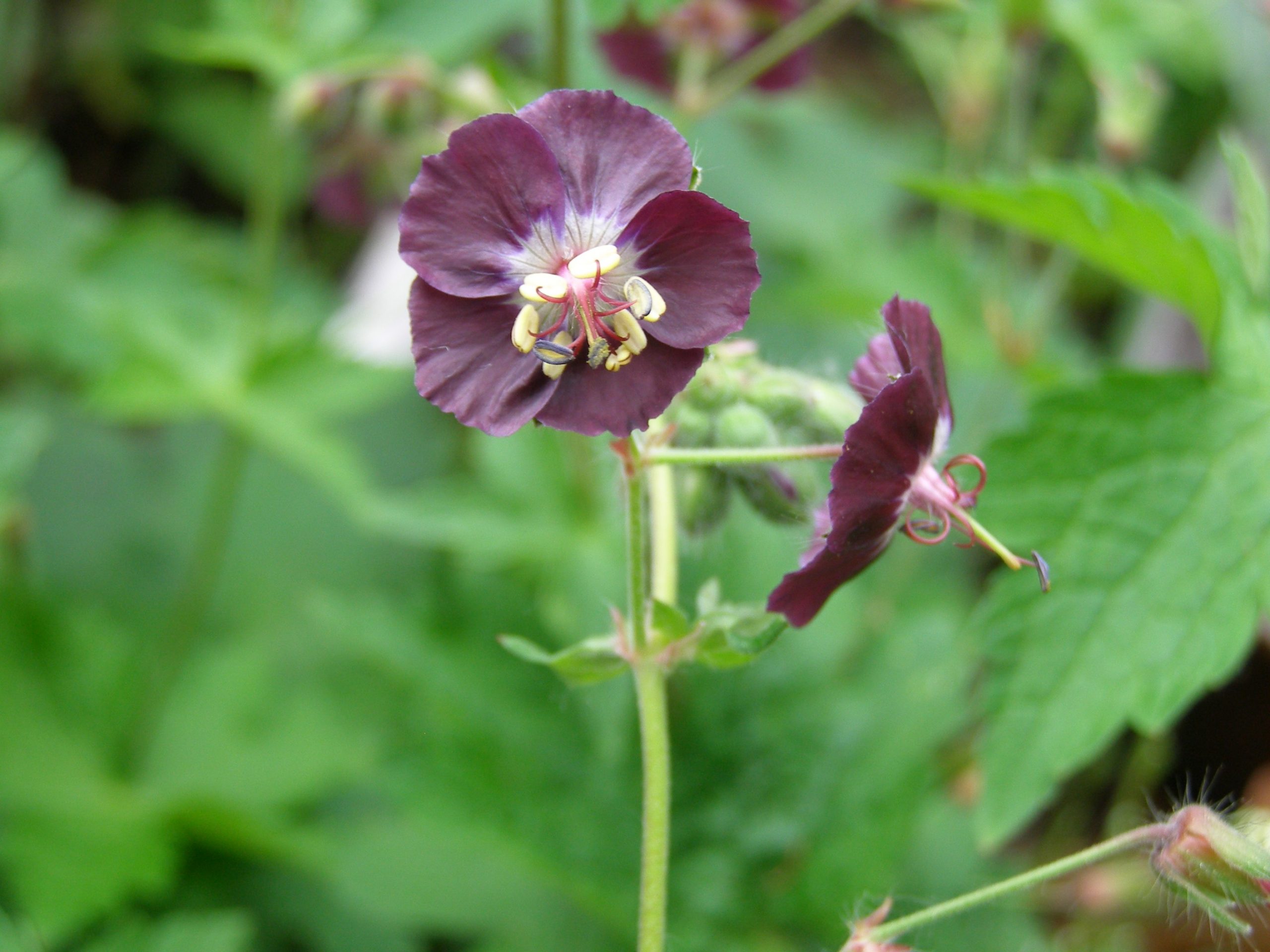 2059_geranium_phaeum_XS_002.jpeg