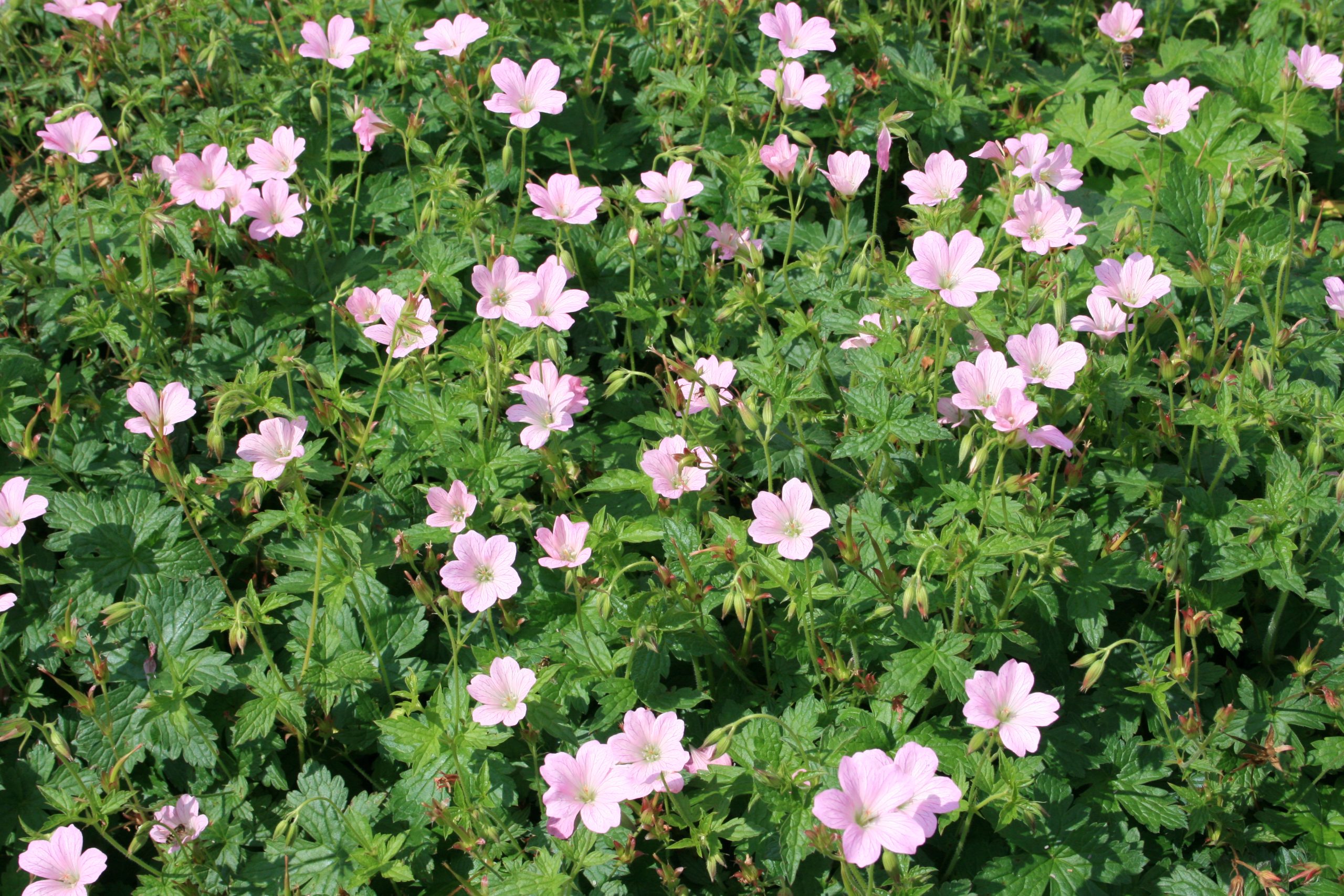 2179_geranium_oxonianum_wargrave_pink_SS_001.jpeg