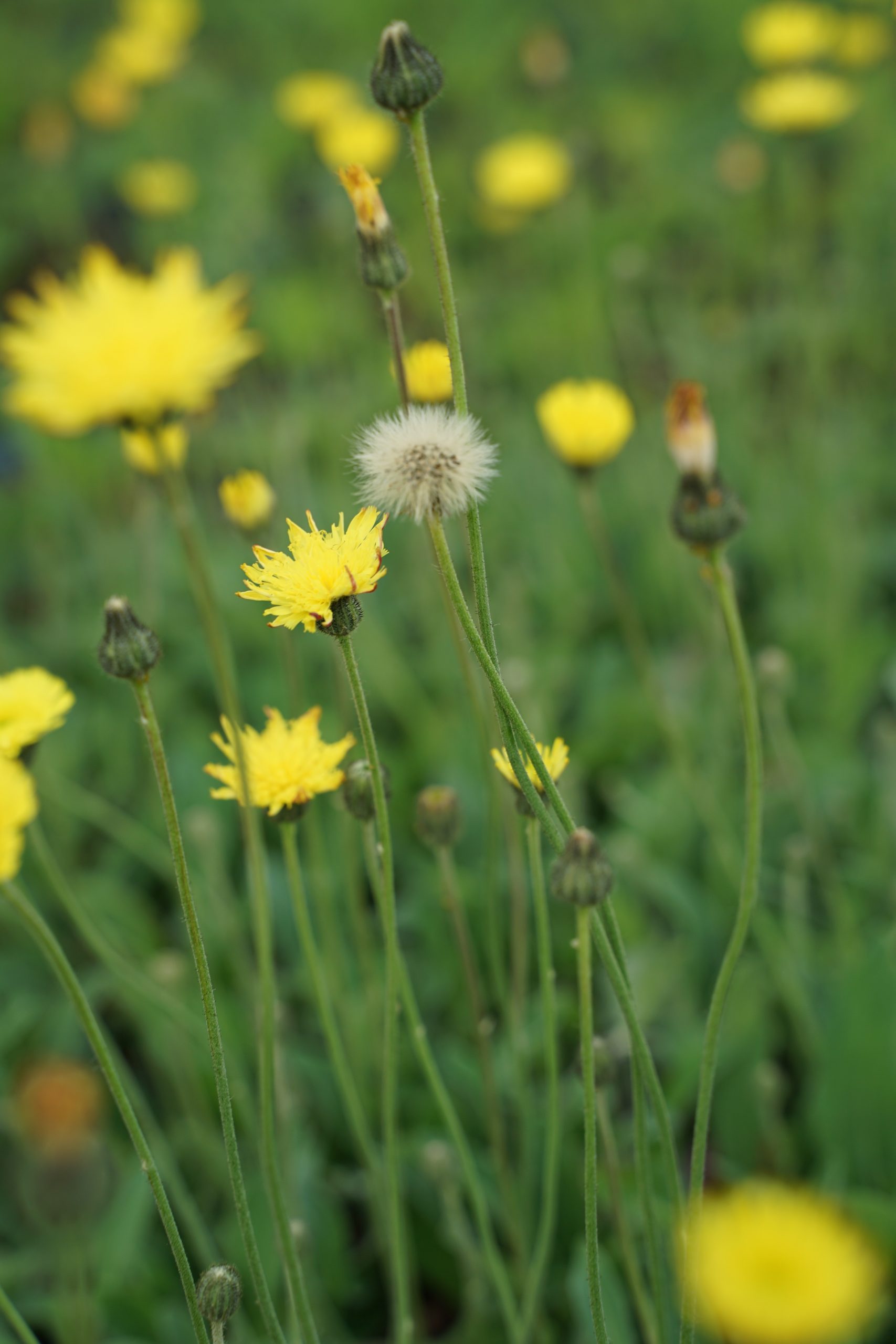 2574_hieracium_pilosella_SS_001.jpeg