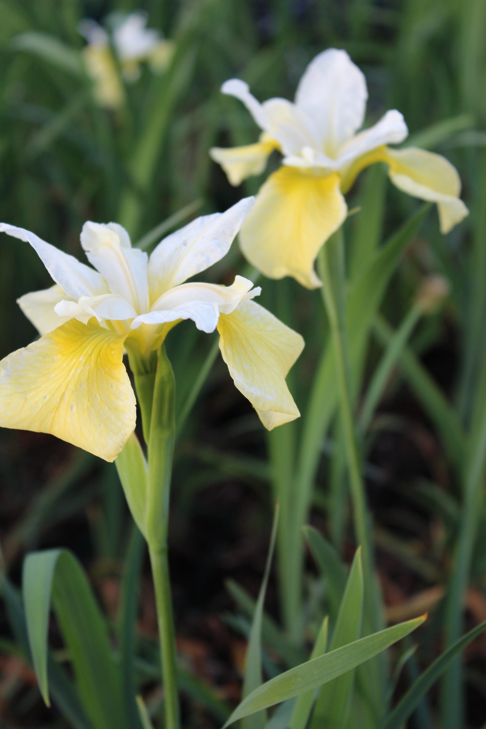 2803_iris_sibirica_butter_and_sugar_SS_001.jpeg