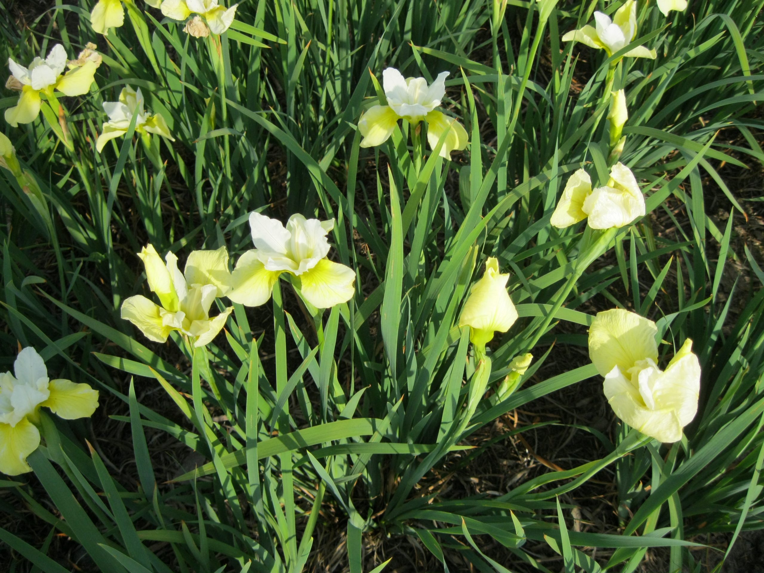 2805_iris_sibirica_butter_and_sugar_SS_003.jpeg
