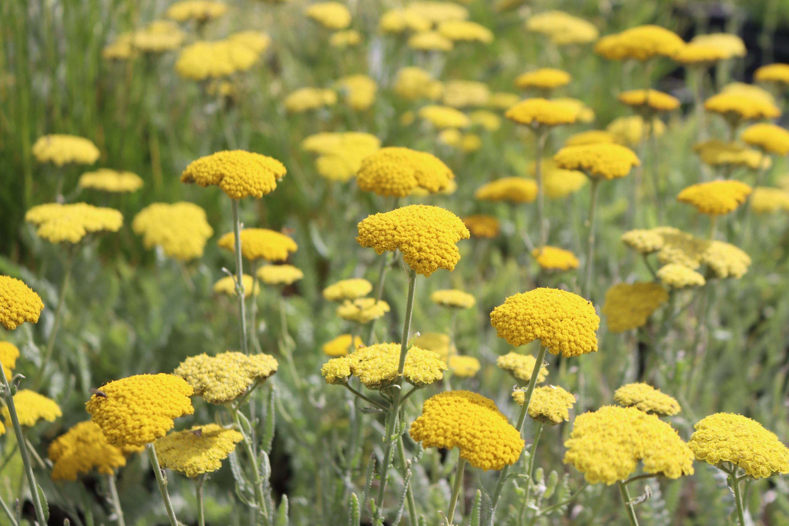 29_achillea_clypeolata_moonshine_XS_004.jpeg