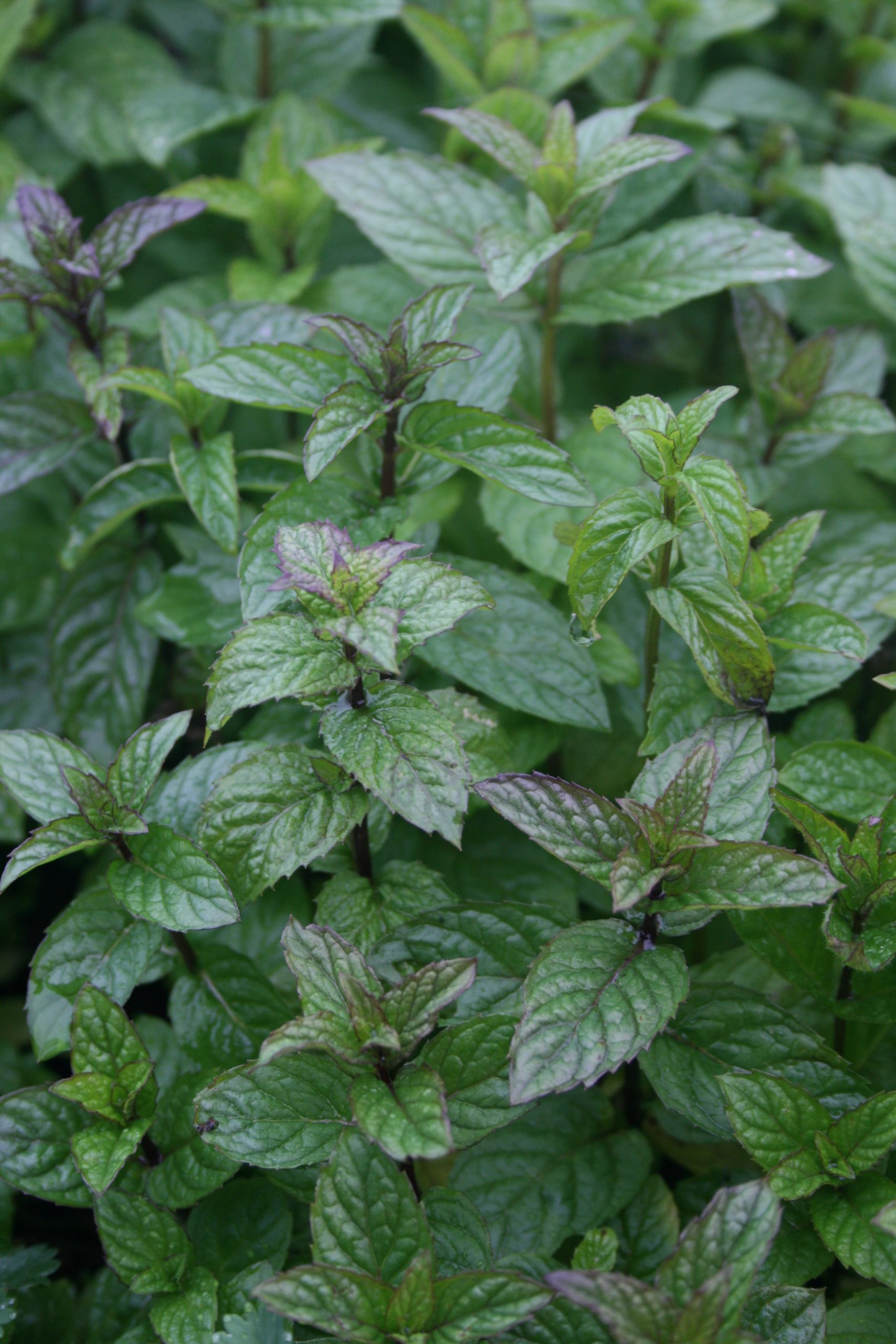 3228_mentha_piperita_SS_001.jpeg