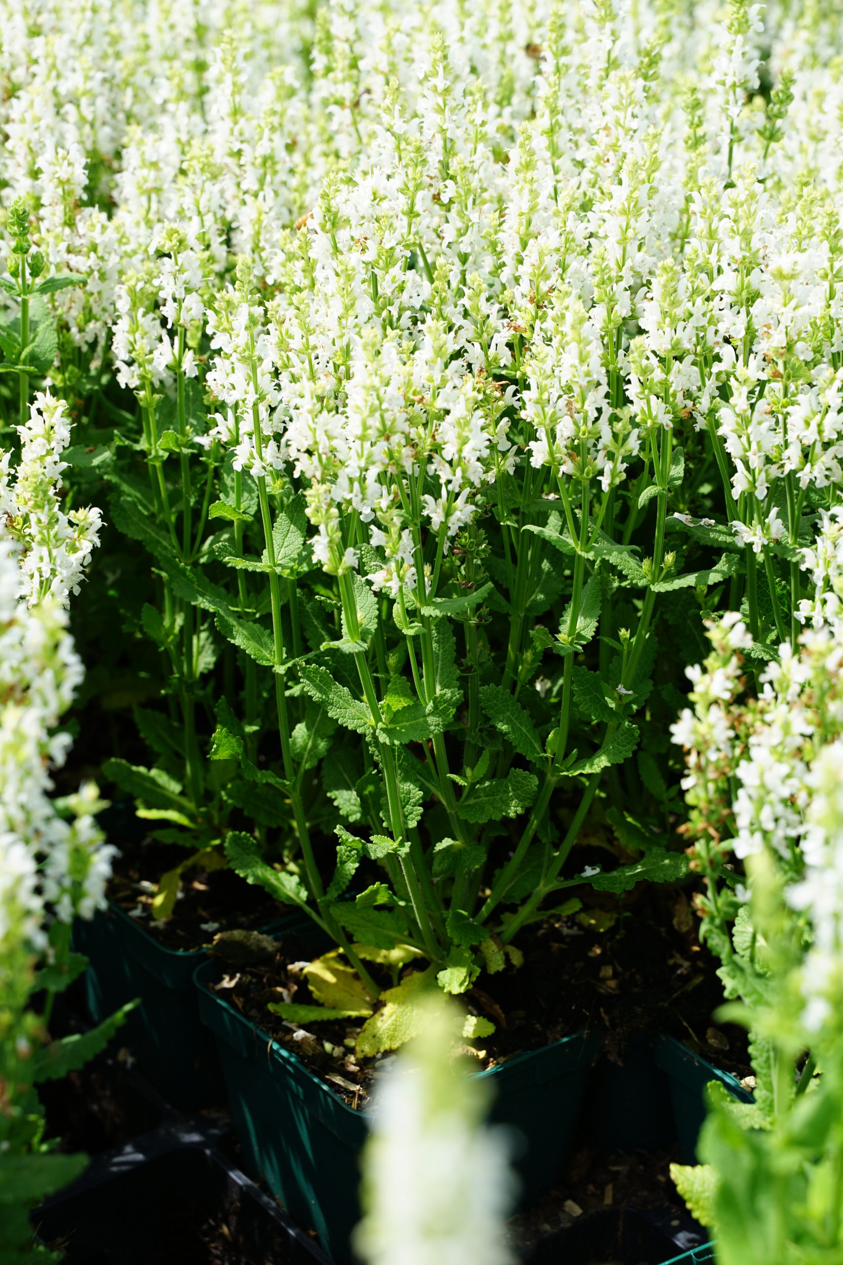 4058_salvia_nemorosa_sensation_white_SS_002.jpg