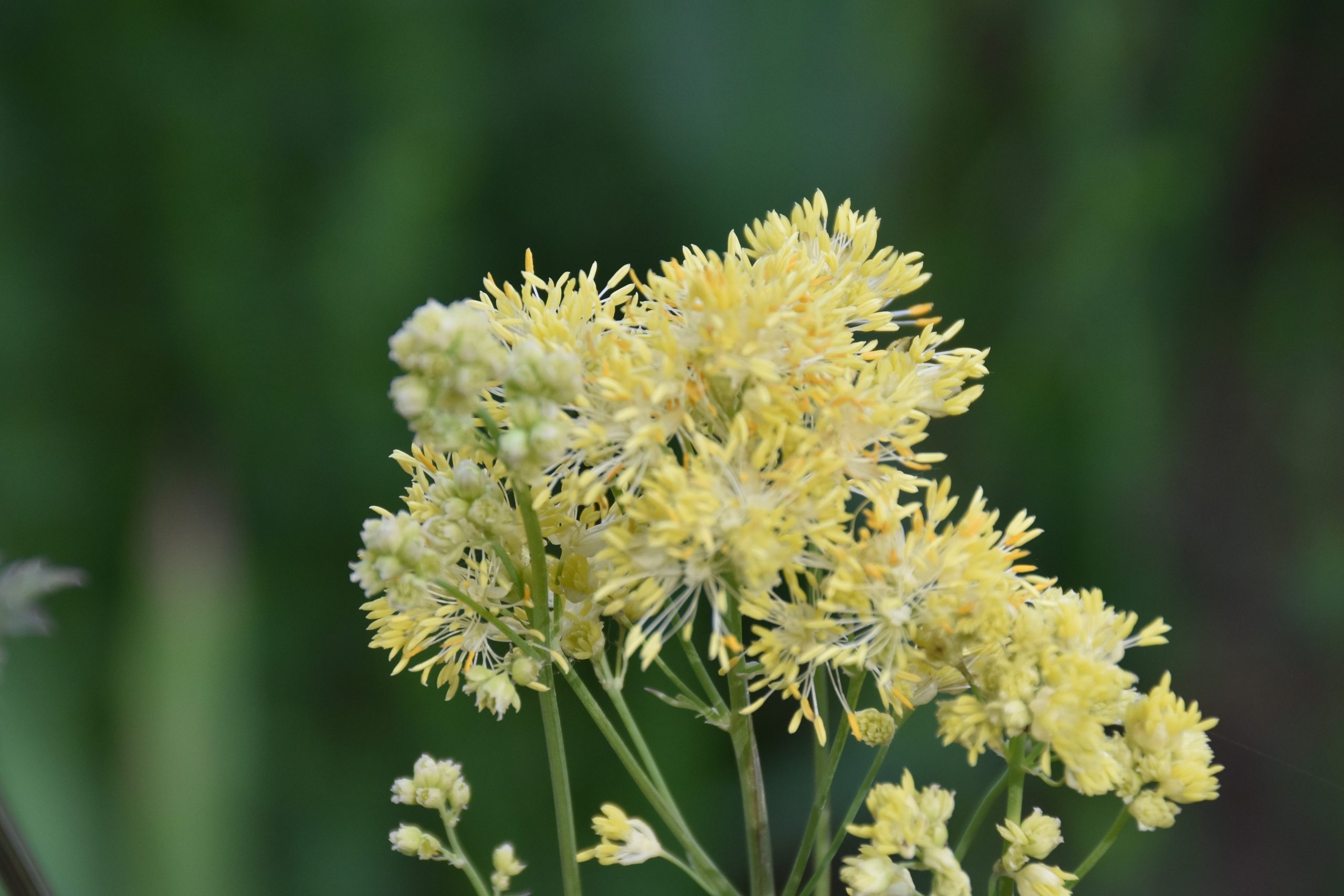 4462_thalictrum_flavum_XS_001.jpeg