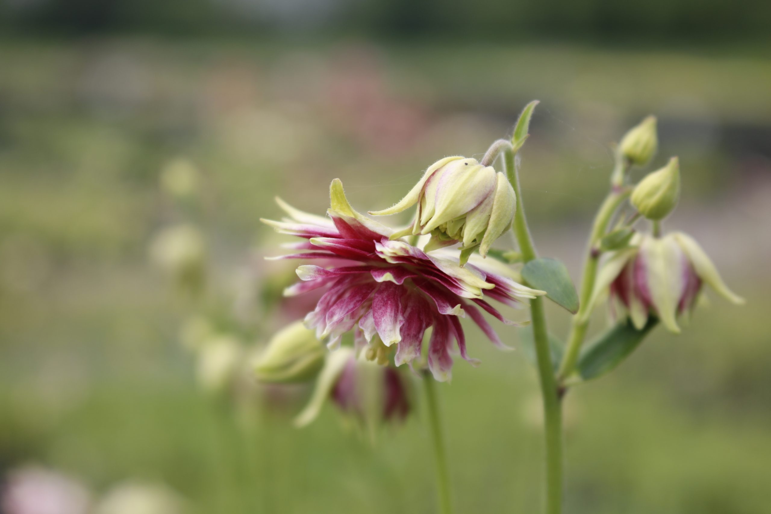 449_aquilegia_cultorum_nora_barlow_XS_003.jpeg