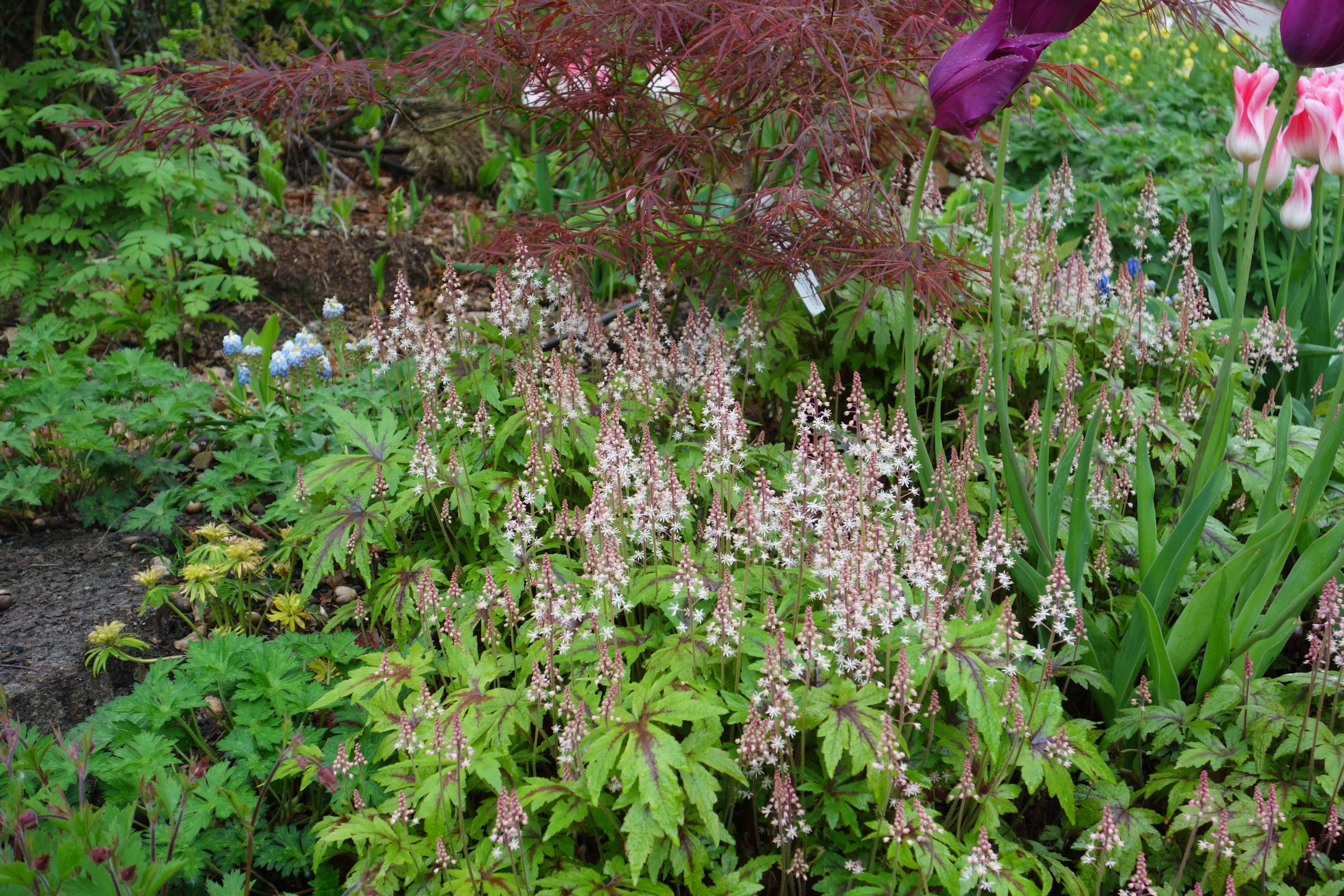 4542_tiarella_cordifolia_sugar_and_spice_SS_003.jpg